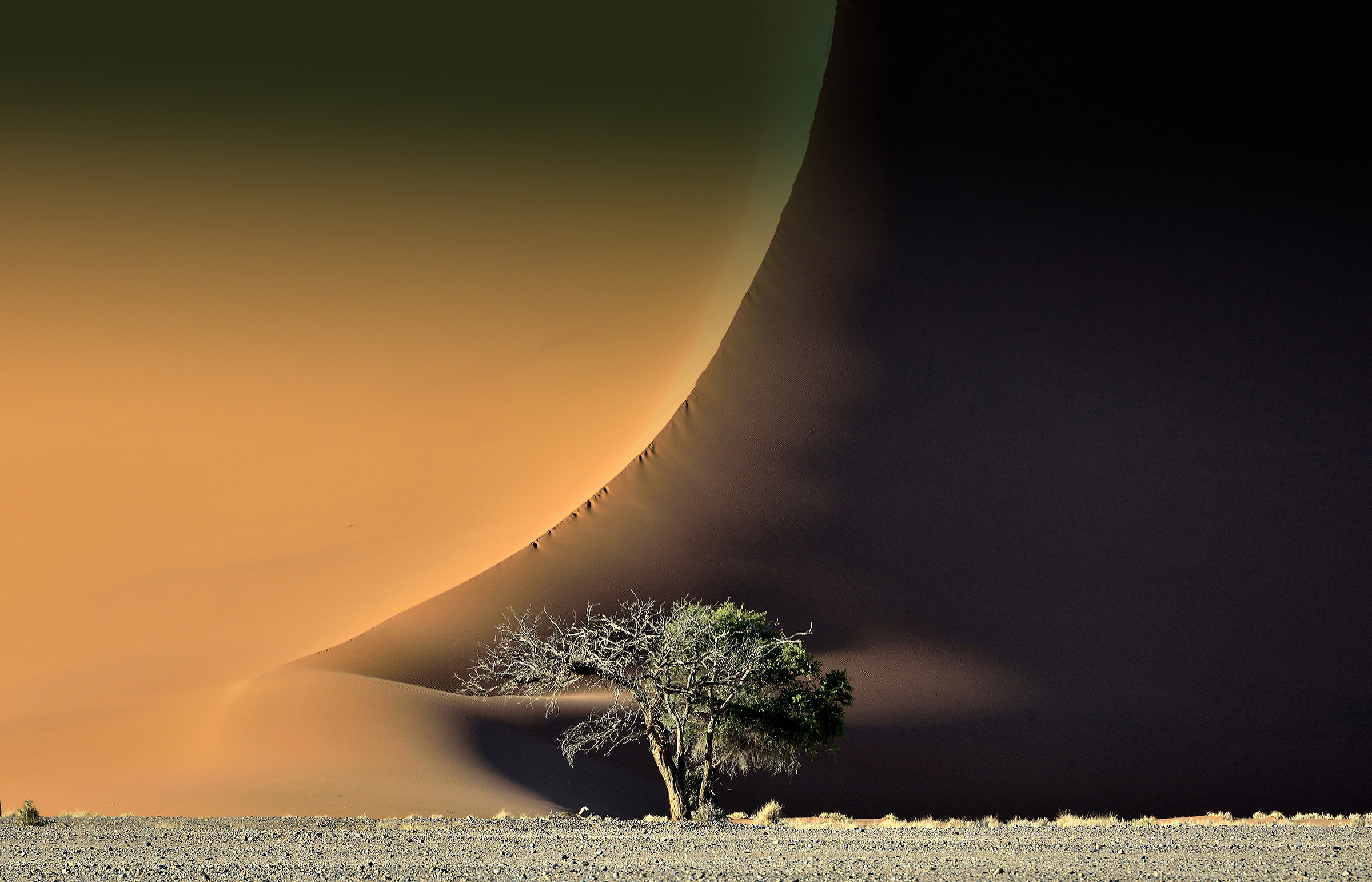 The Dune and a tree