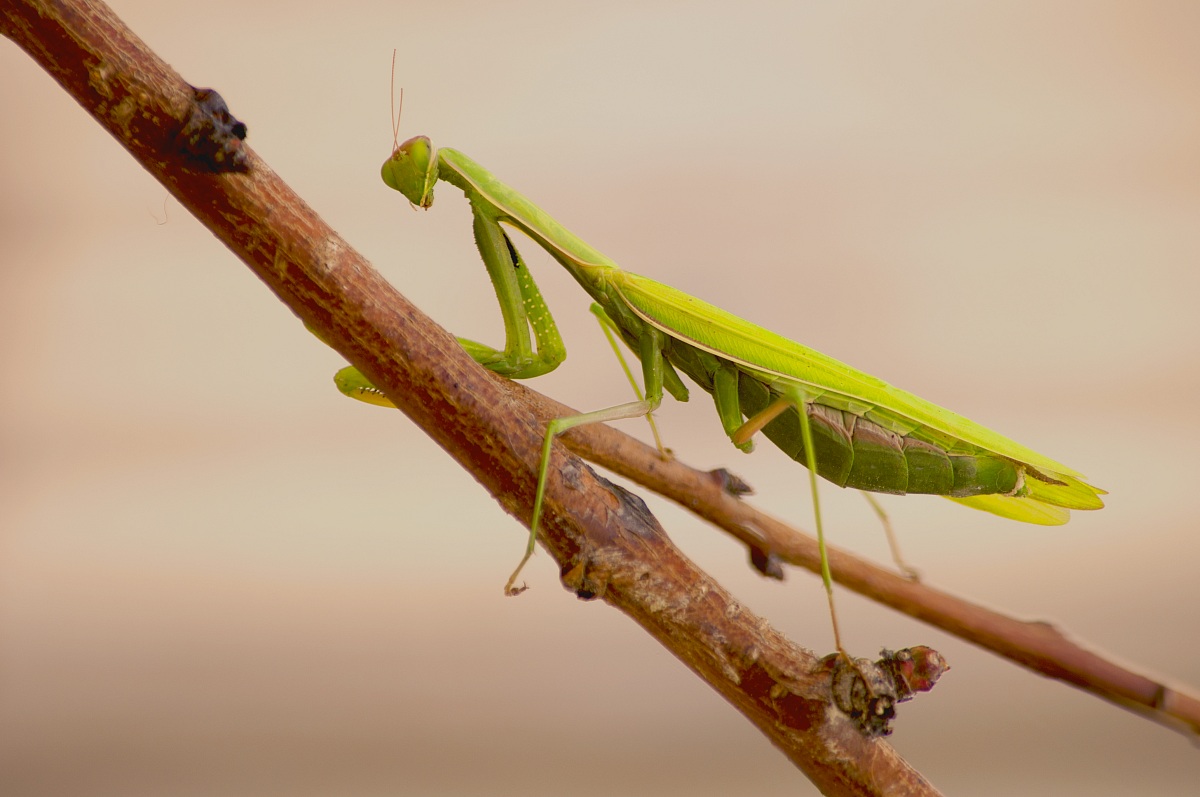 Mantis Nikon d5000 55-300 iso 200 f8 1/160