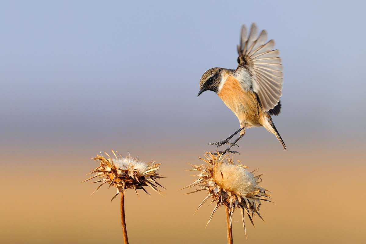 Stonechat male landing
