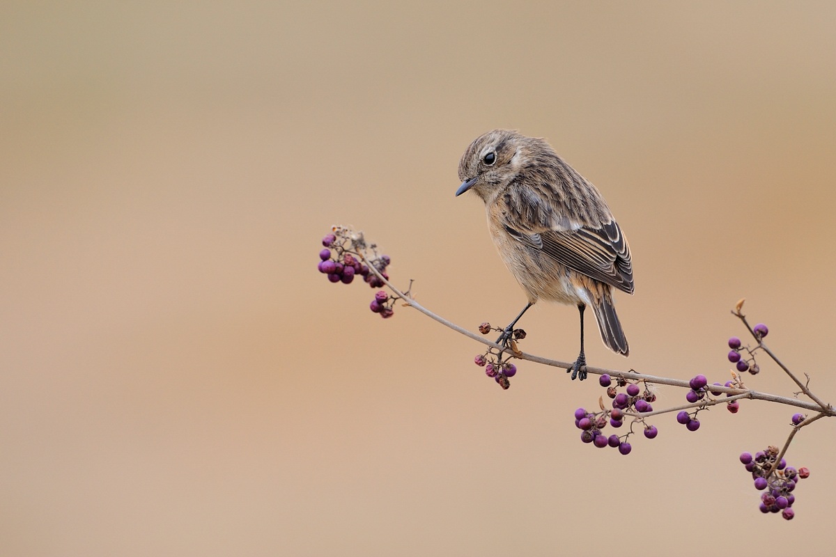 Stonechat female