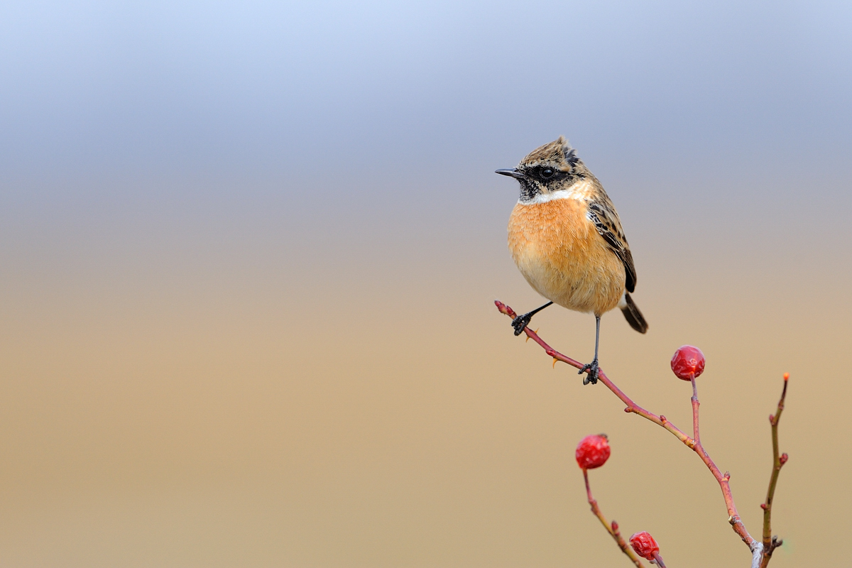 Stonechat male