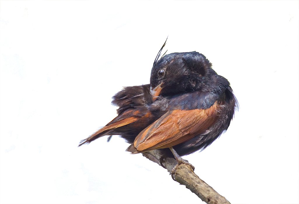Crested Bunting ... pavoneggiandosi.