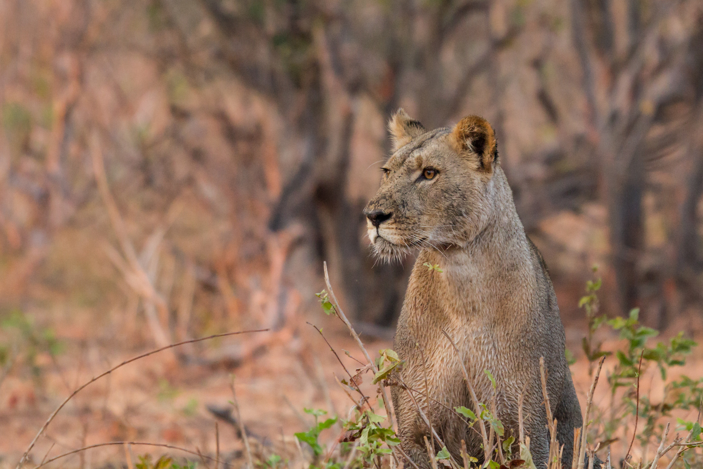 In the sun after the hated bath