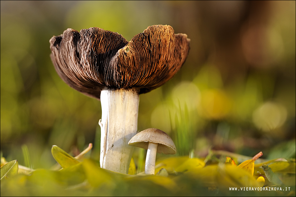 Il Vecchio e il Bambino