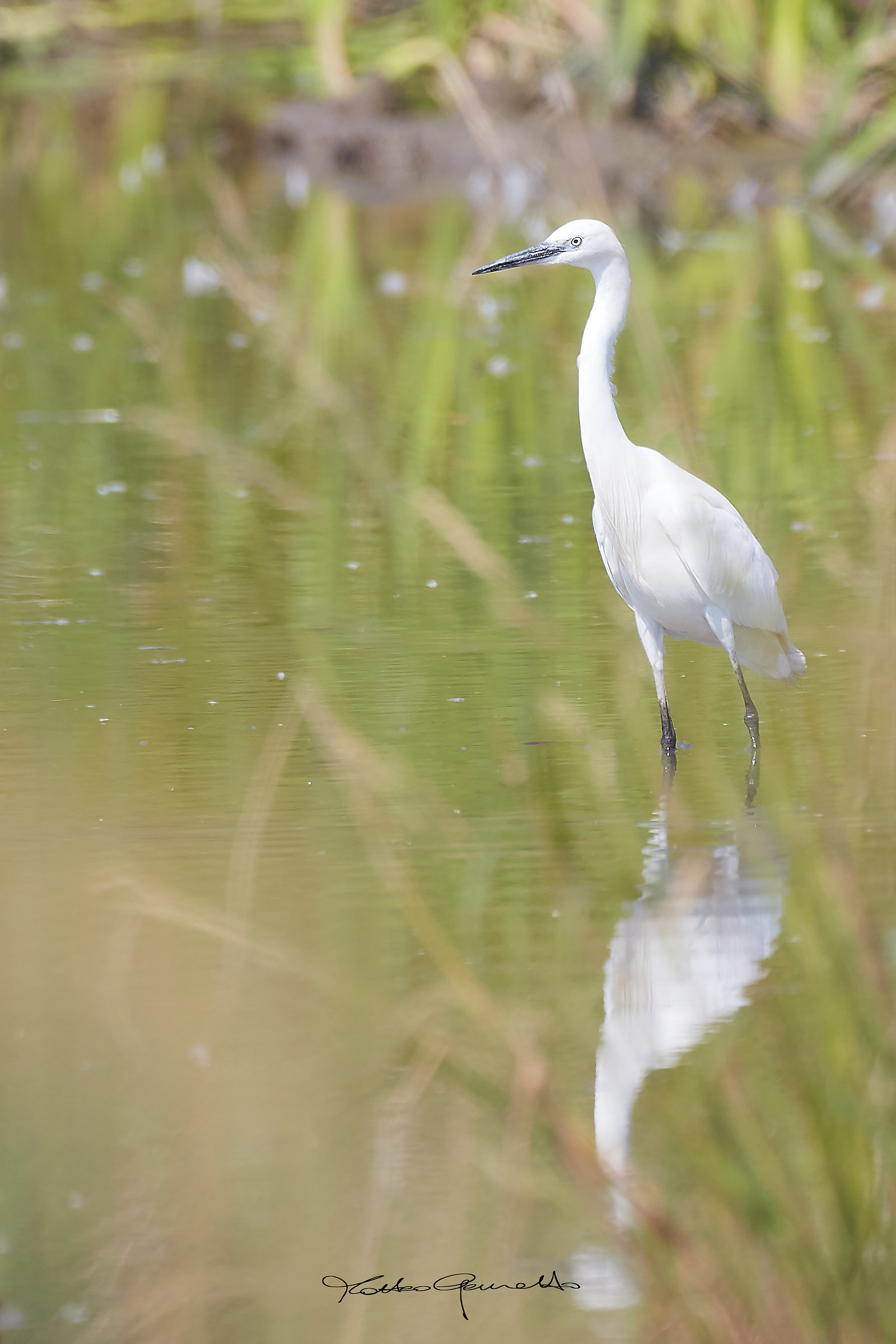 Egret