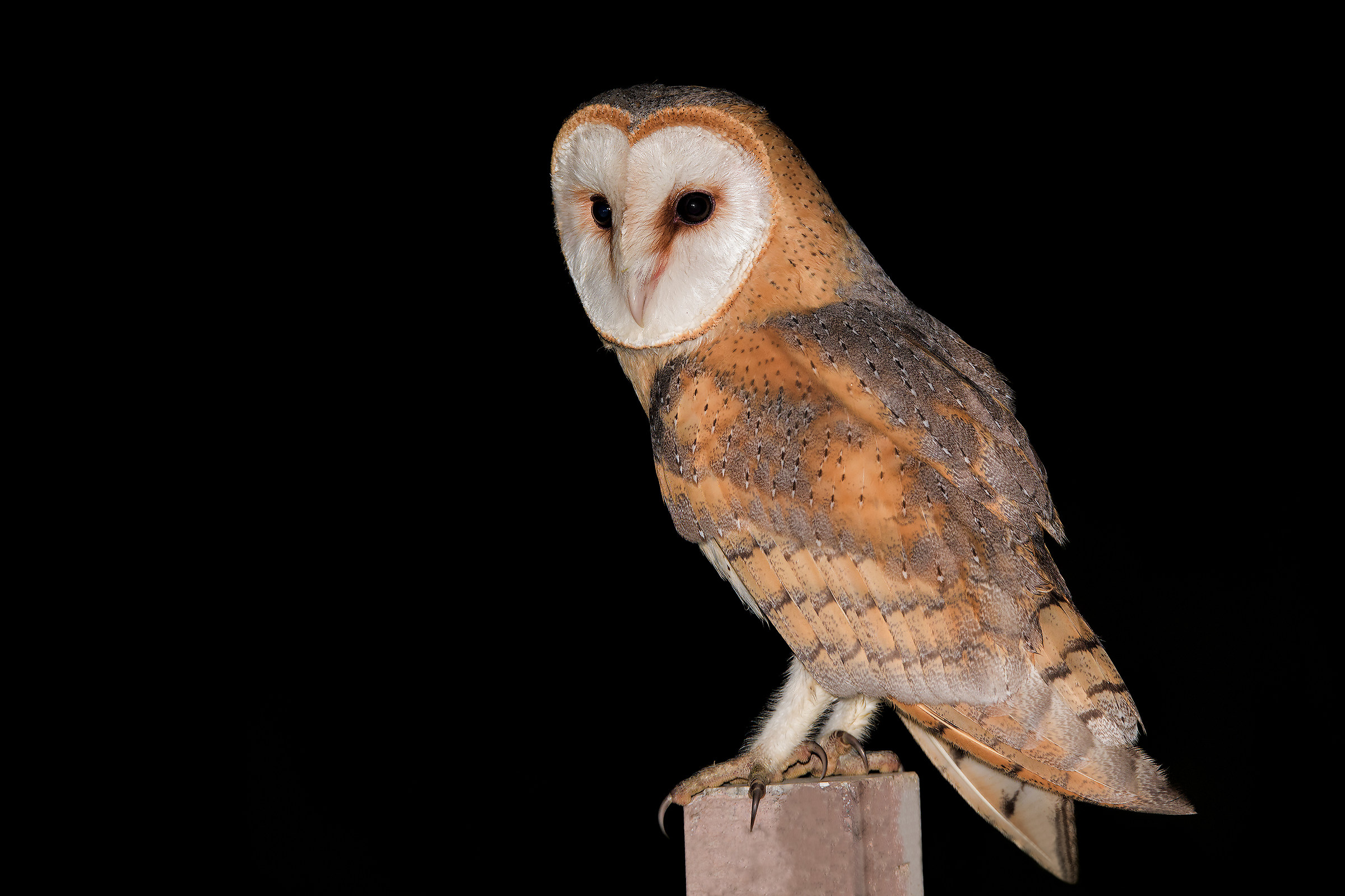 Barn Owl