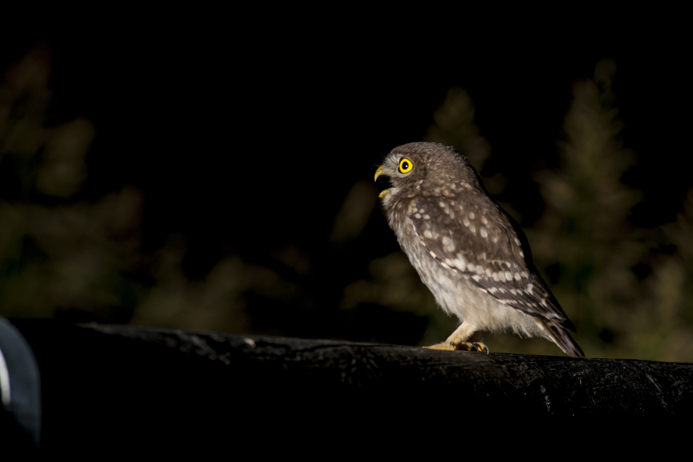 Owl
