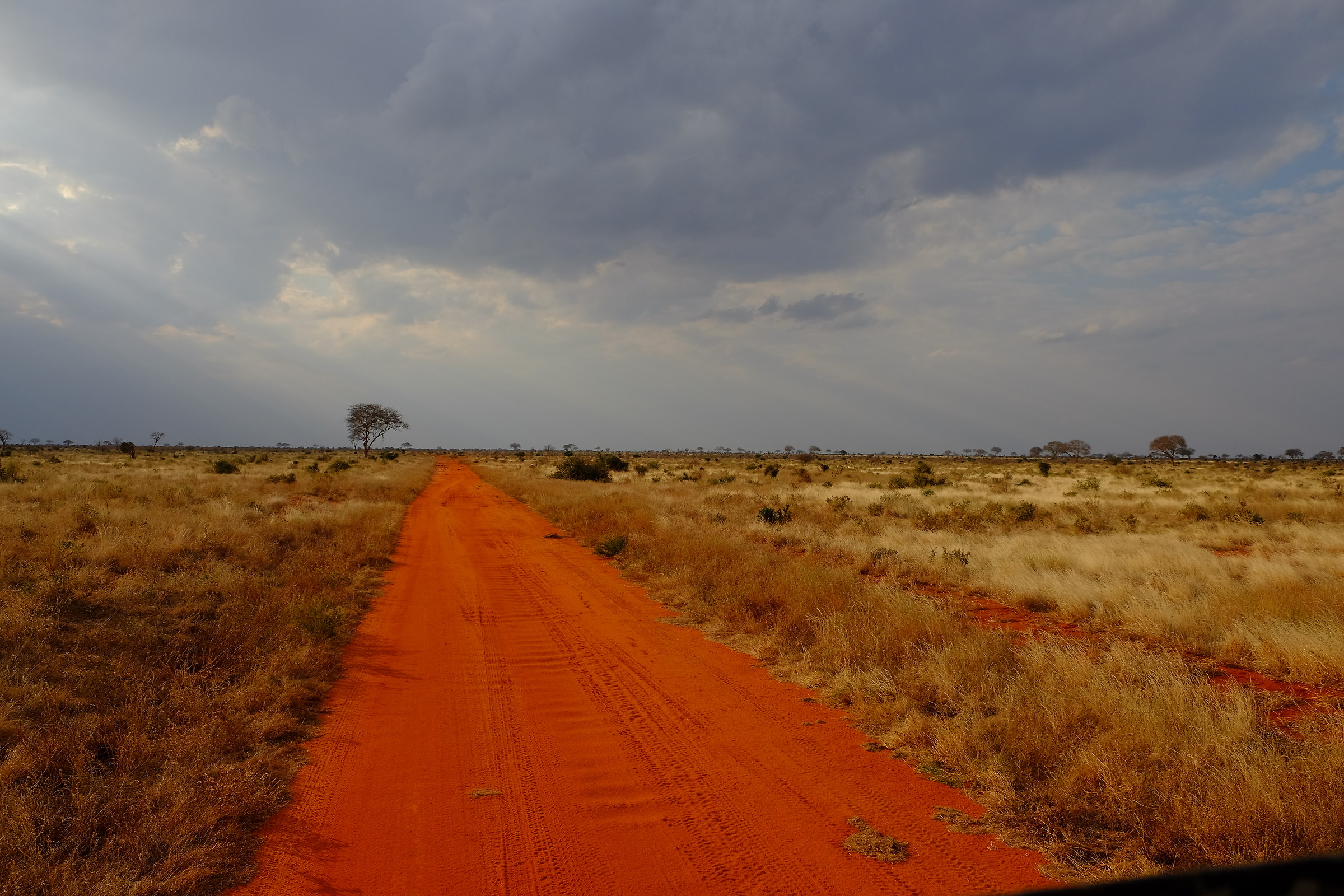 terra rossa in  savana