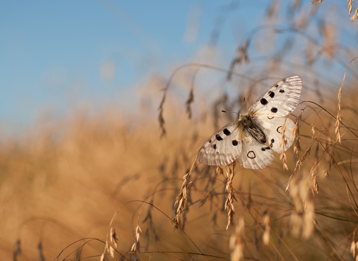 Parnassius apollo