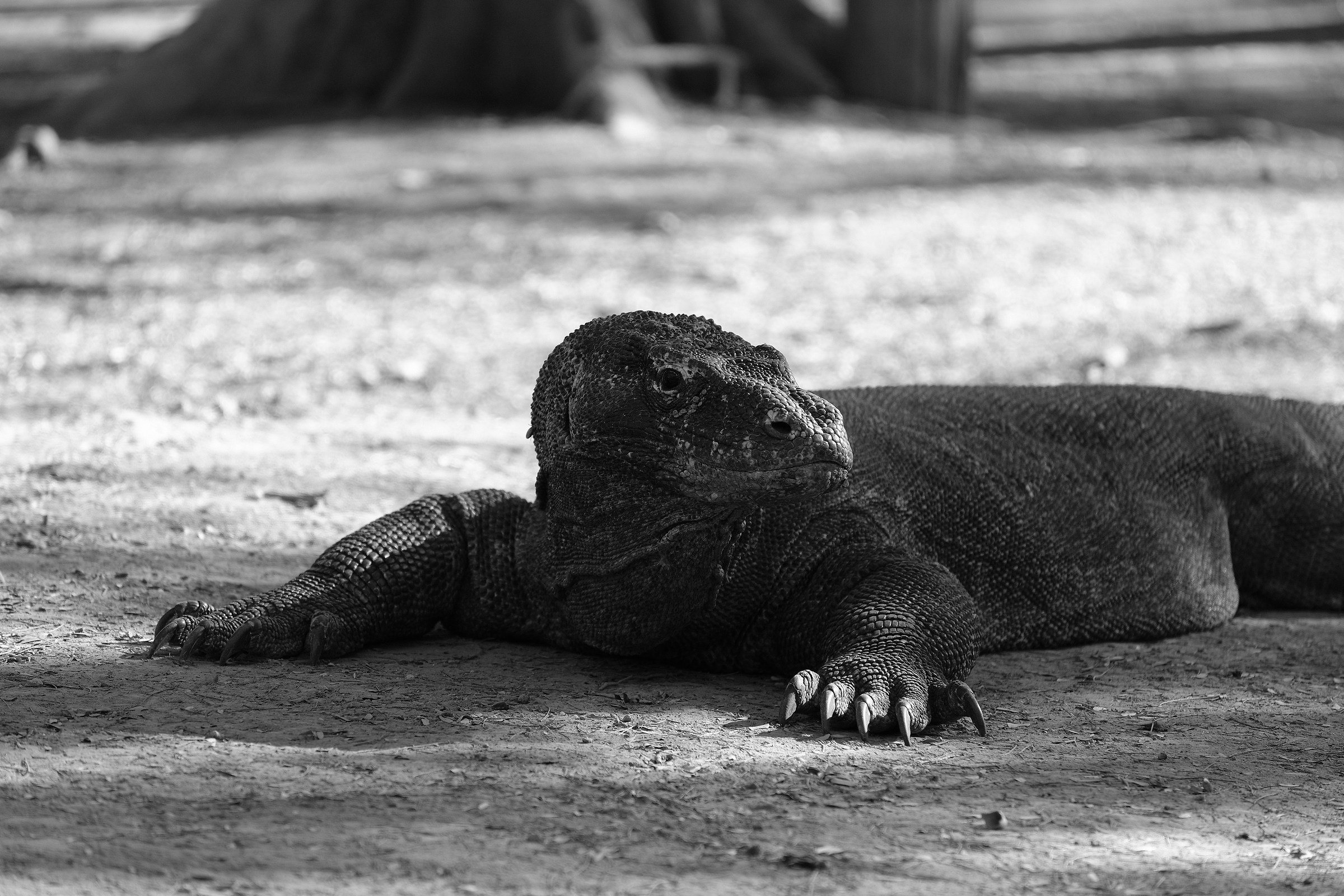 Varanus komodoensis