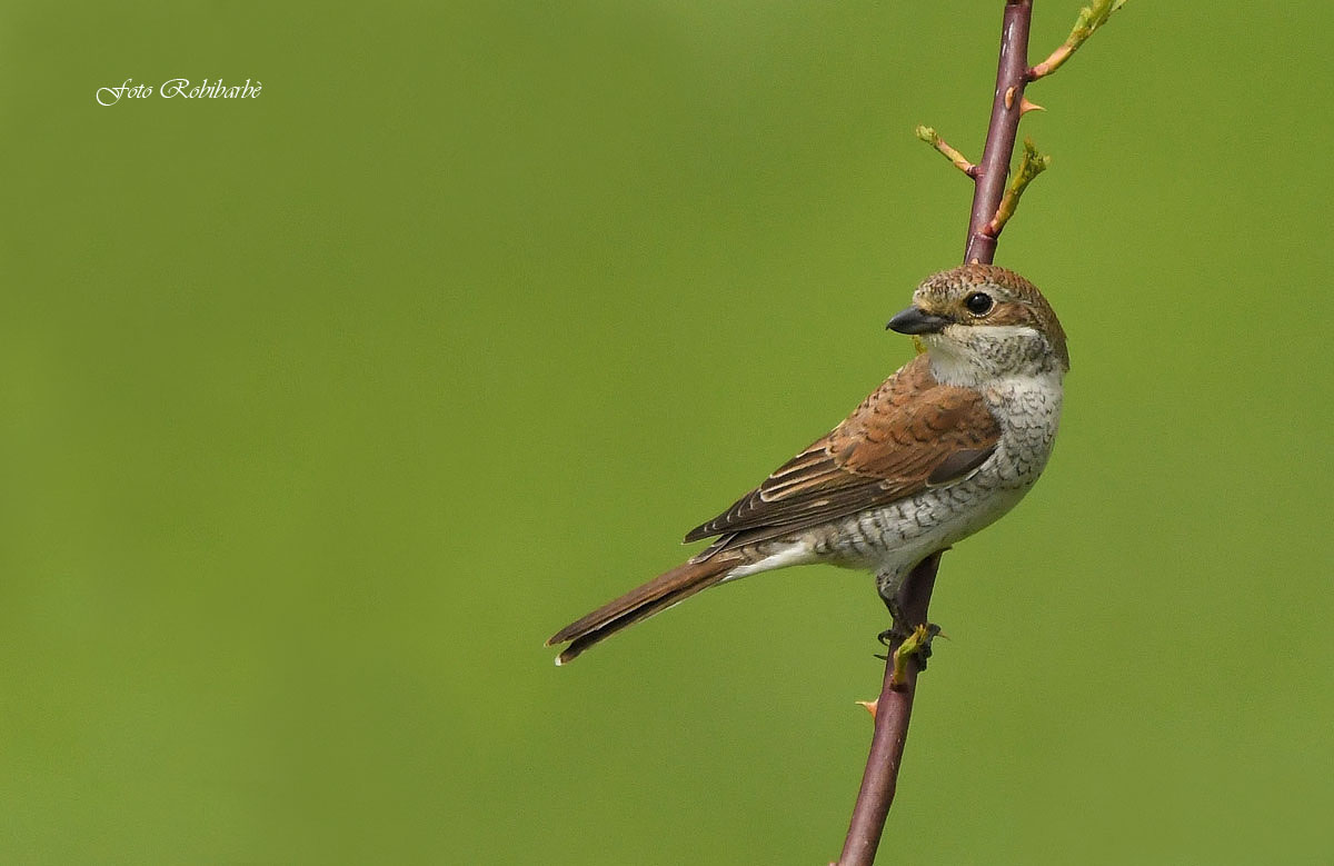 Having her little... girl...