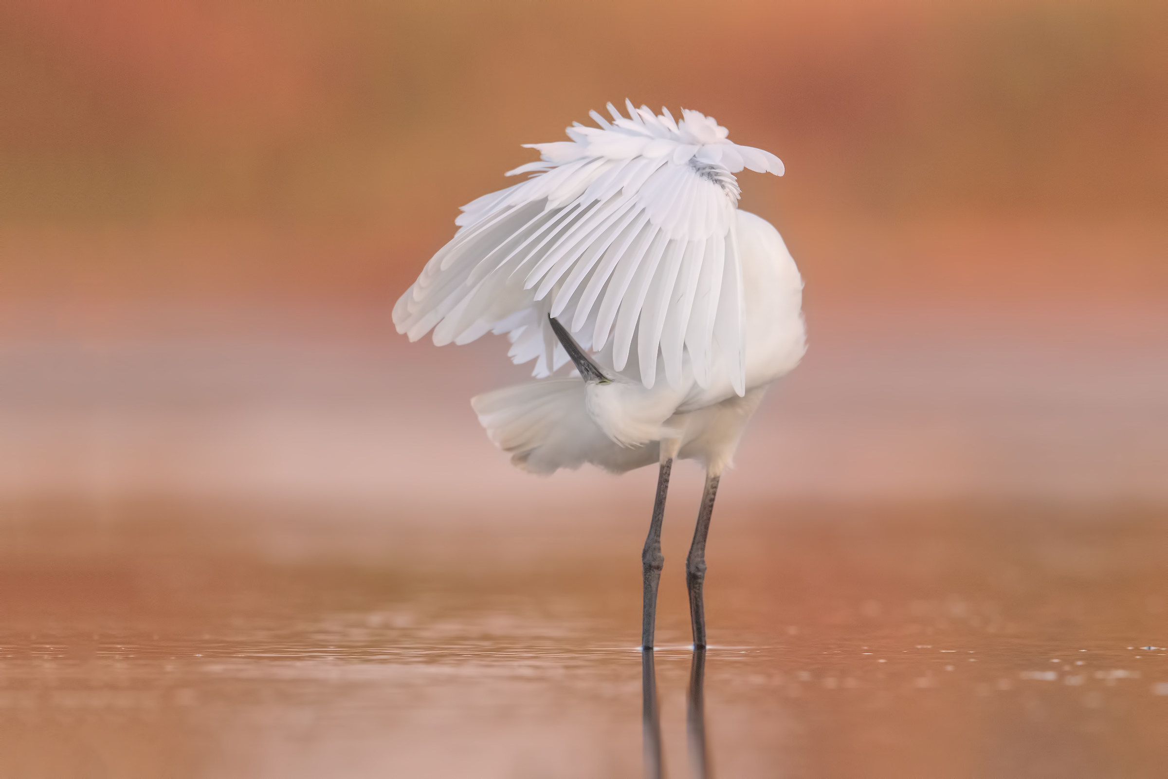 Garzetta nei caldi colori dell'alba