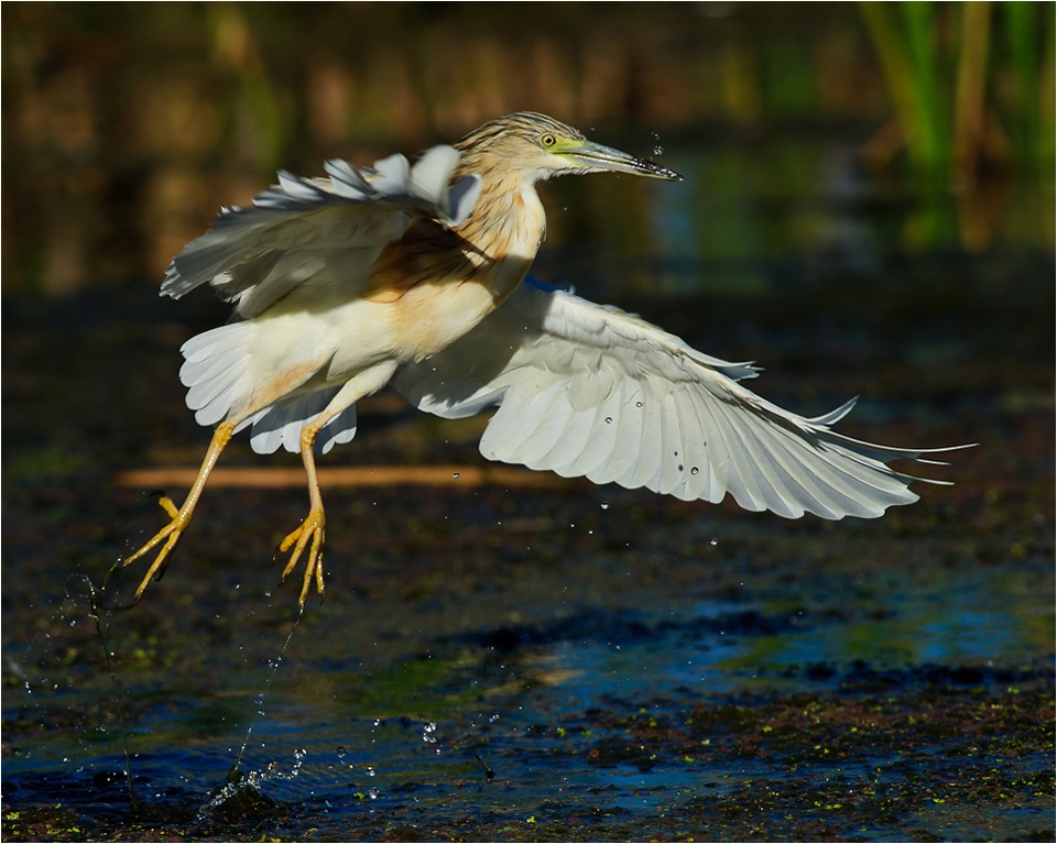 Squacco Heron