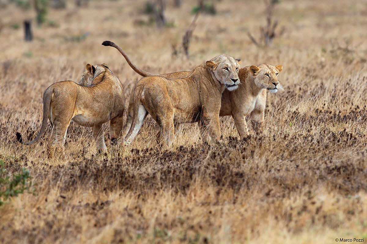 The Leonesse of Tsavo