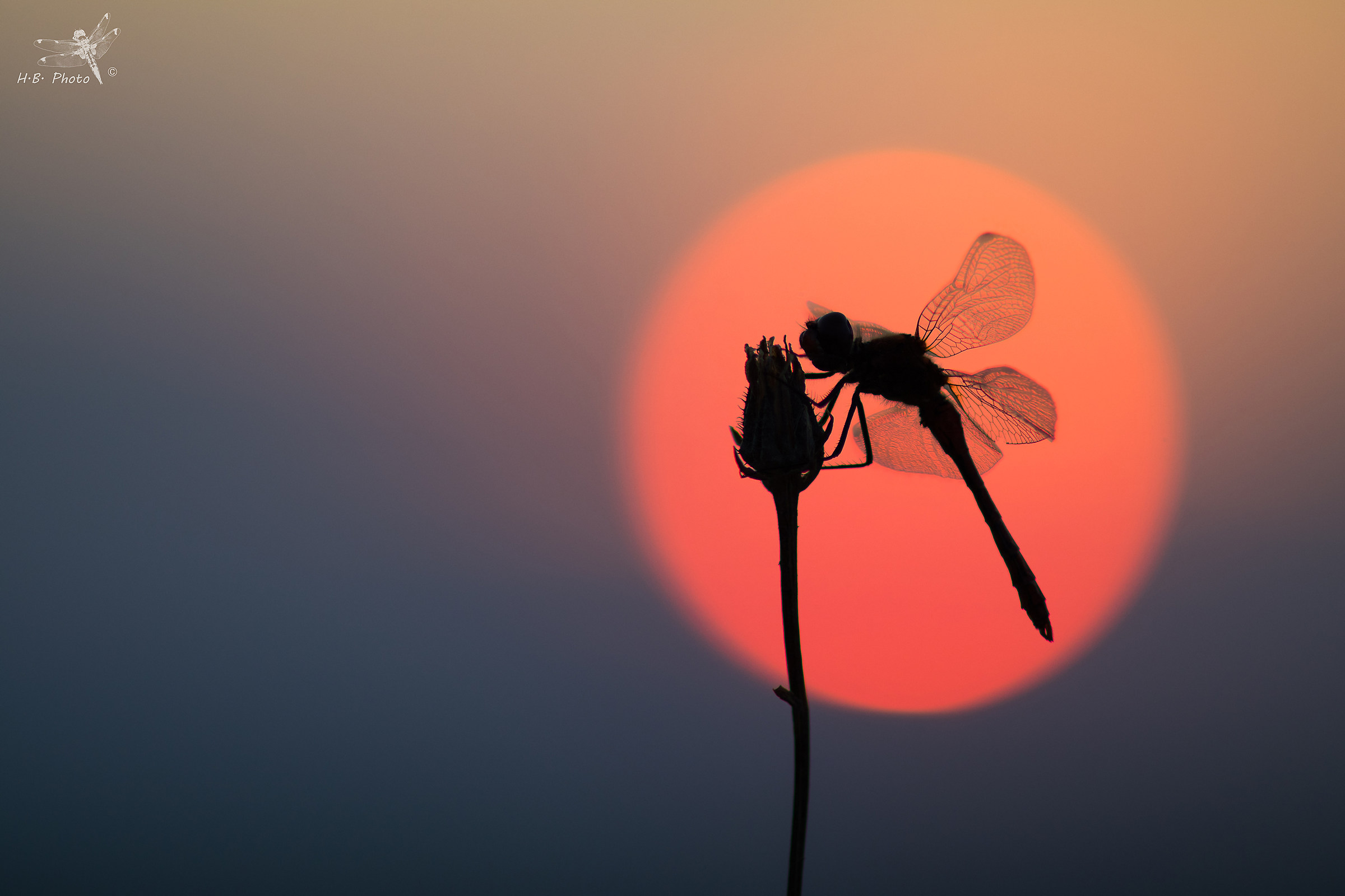 Sympetrum sanquineum, male