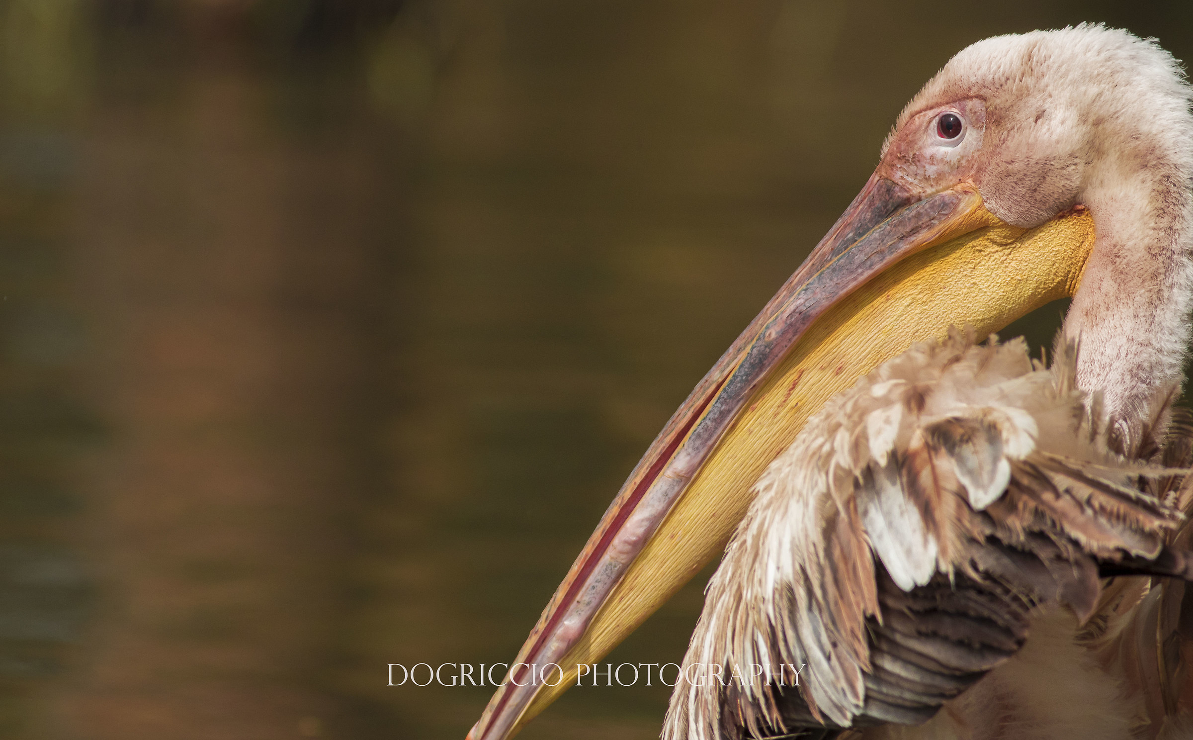 Great White Pelican