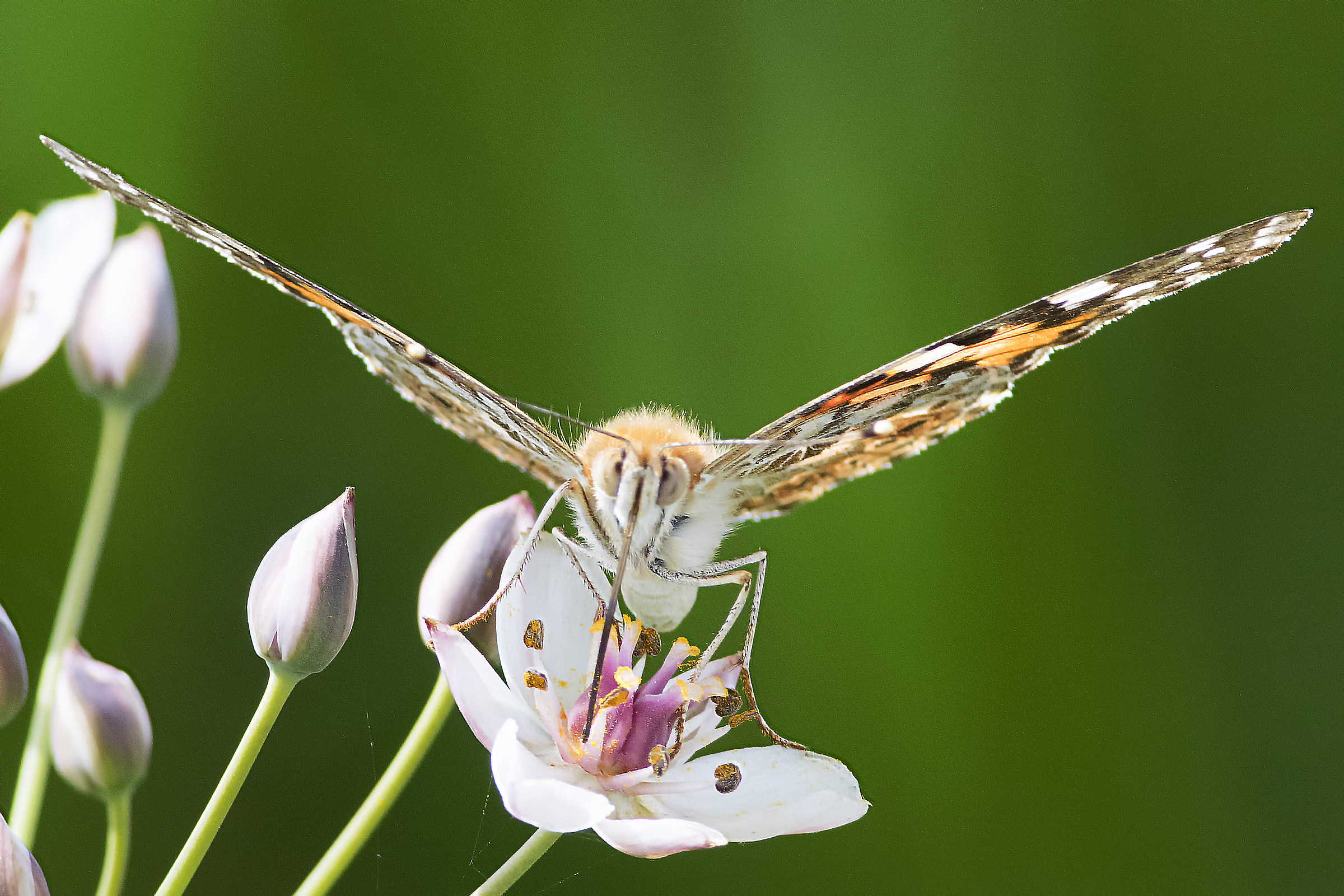 Vanessa Cardui on flowered rush or Butomus umbellatus