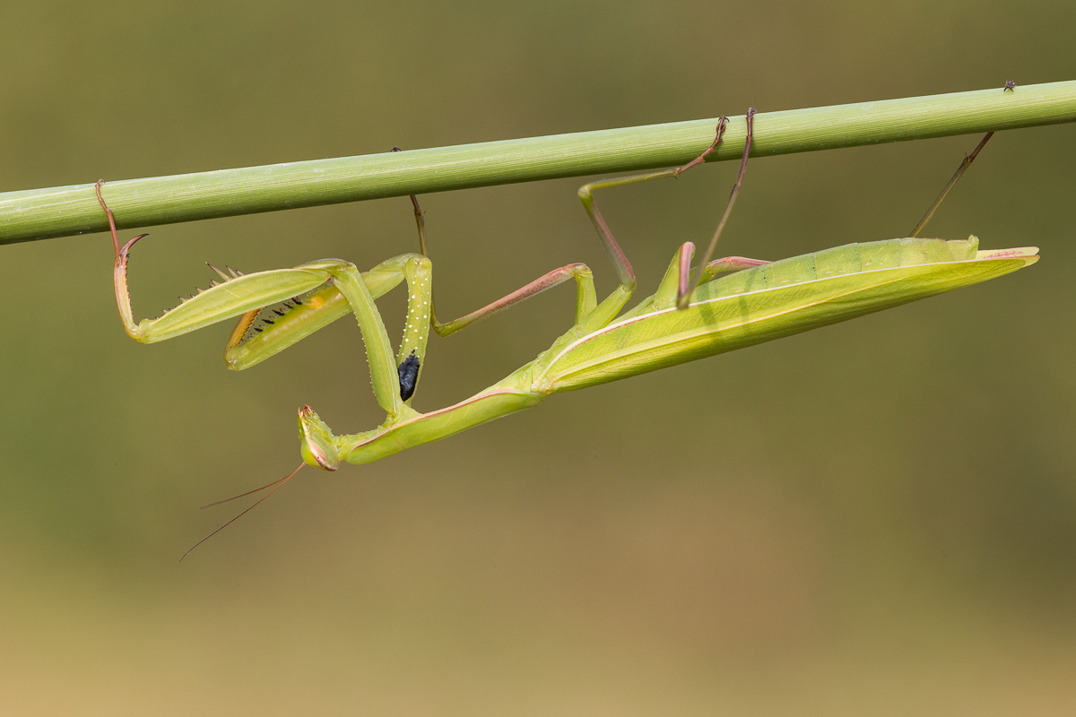 Praying Mantis...