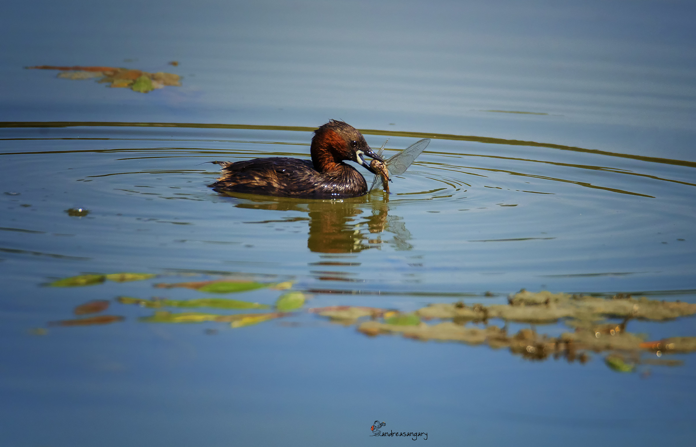 Il tuffetto e la libellula