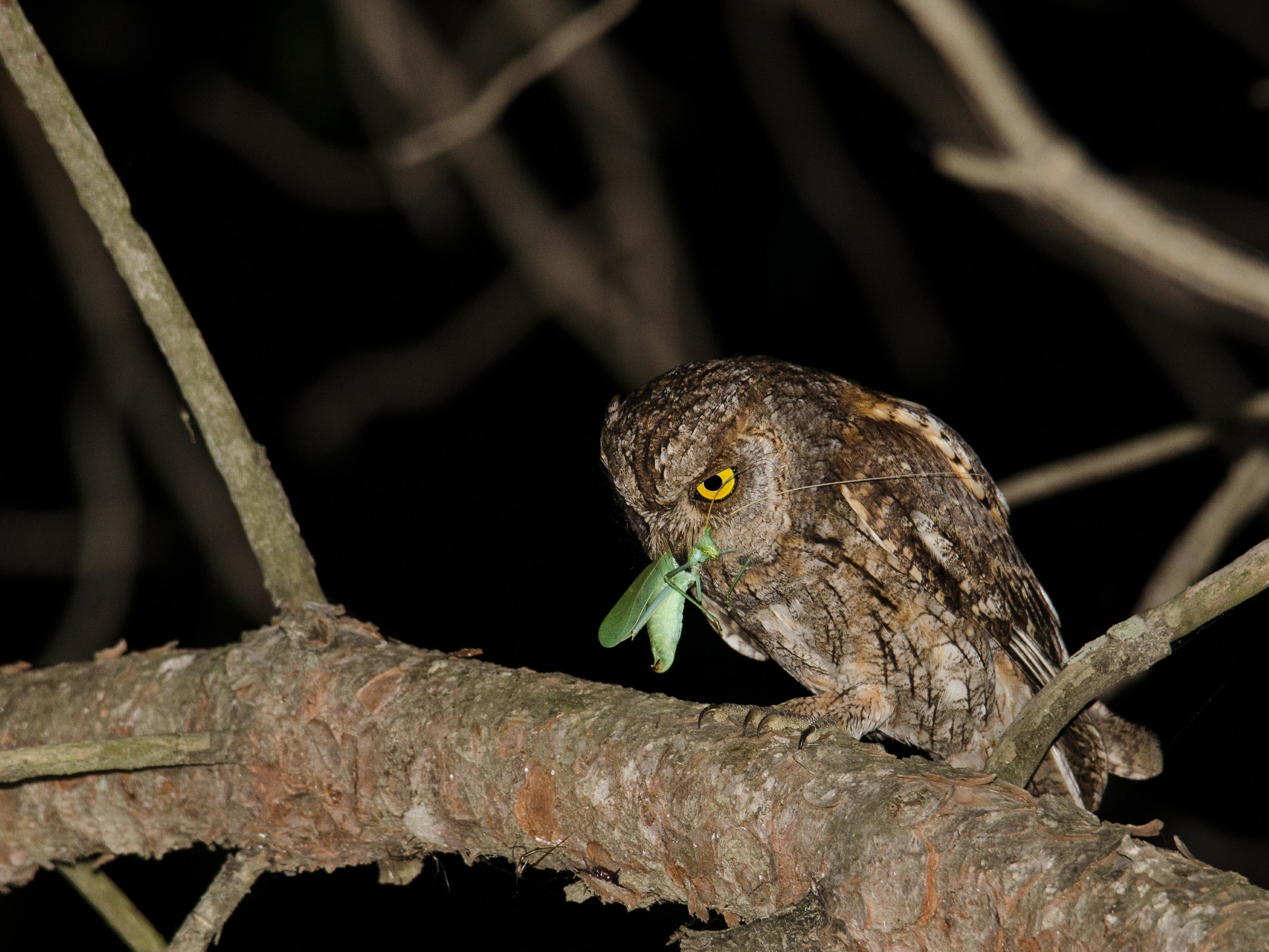 Scops Owl