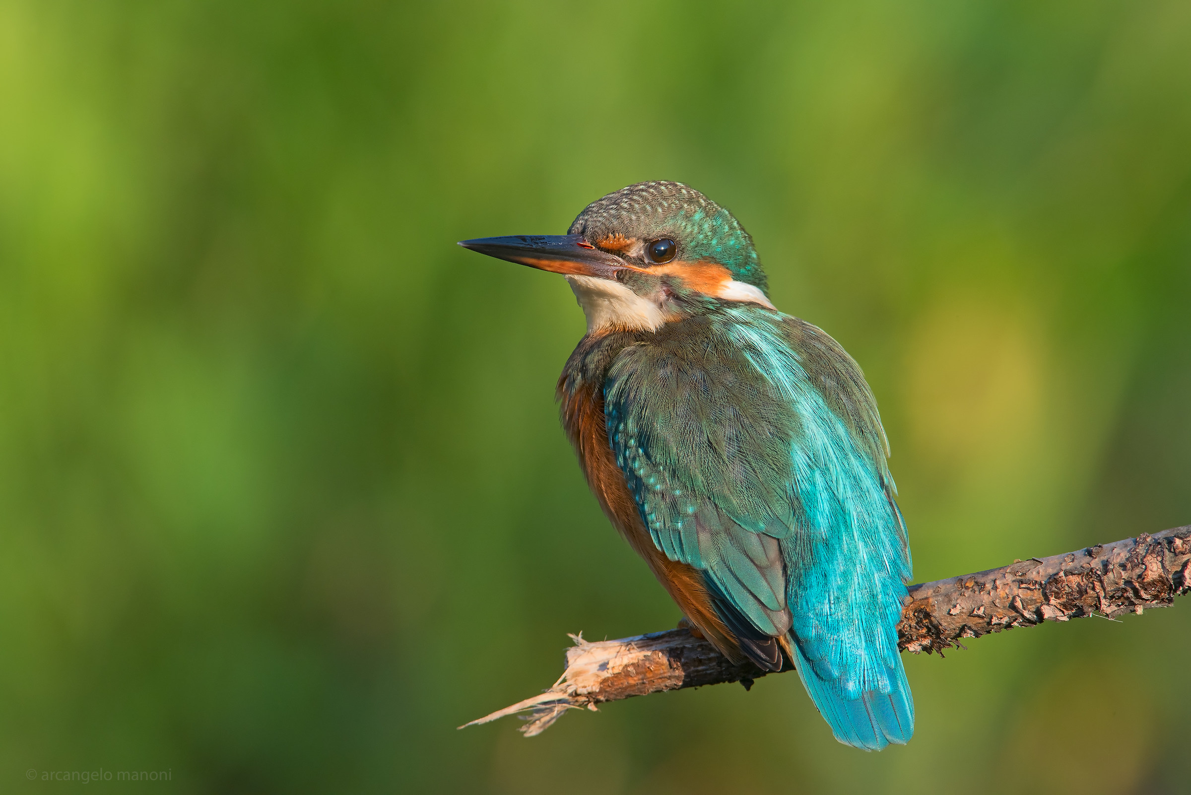 The colors of Martina