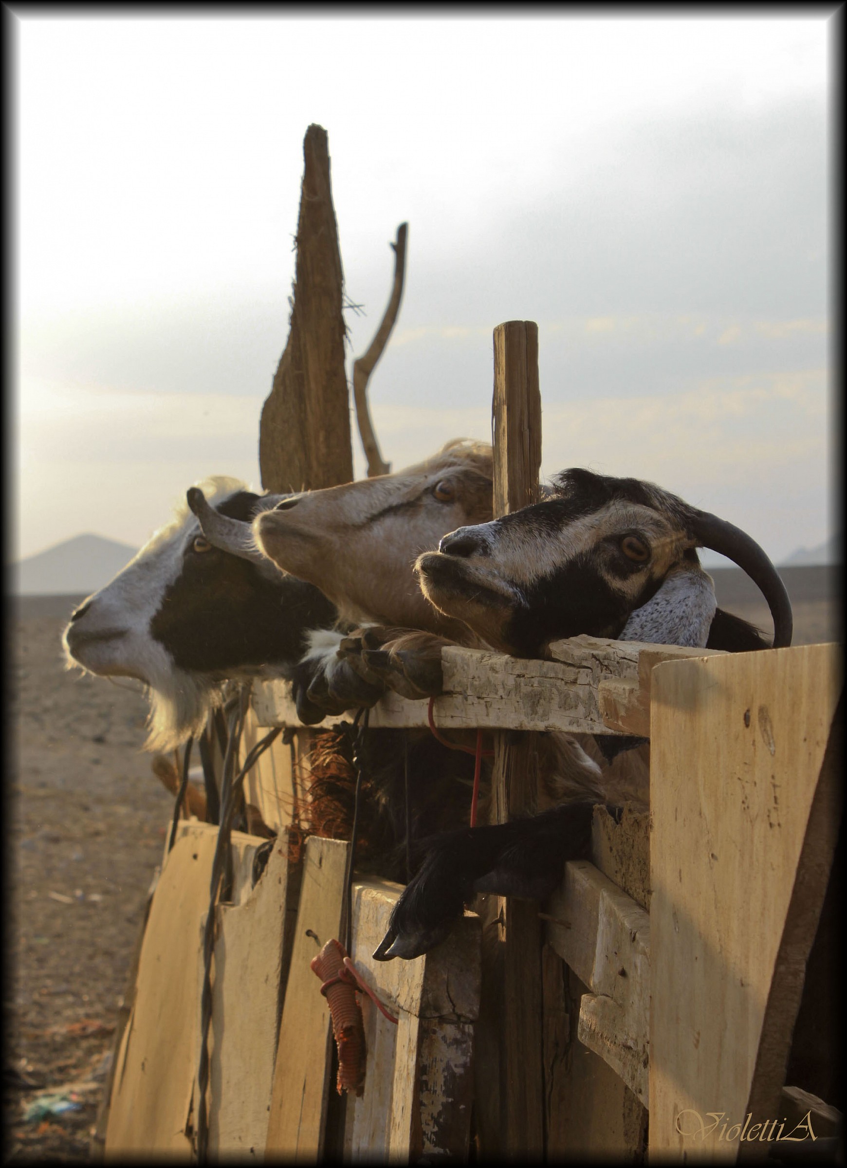 Bedouin goats