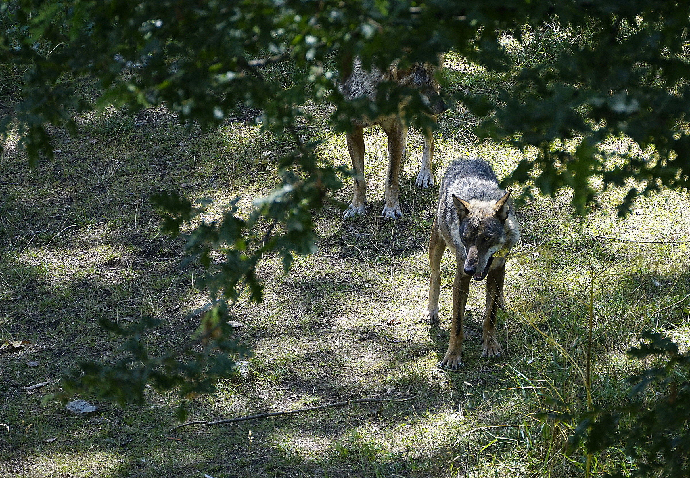 non andiamo per funghi...