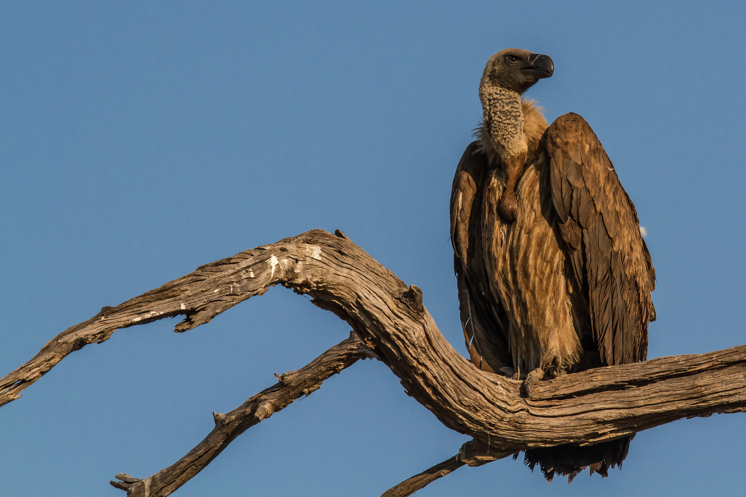 White Backed Vulture