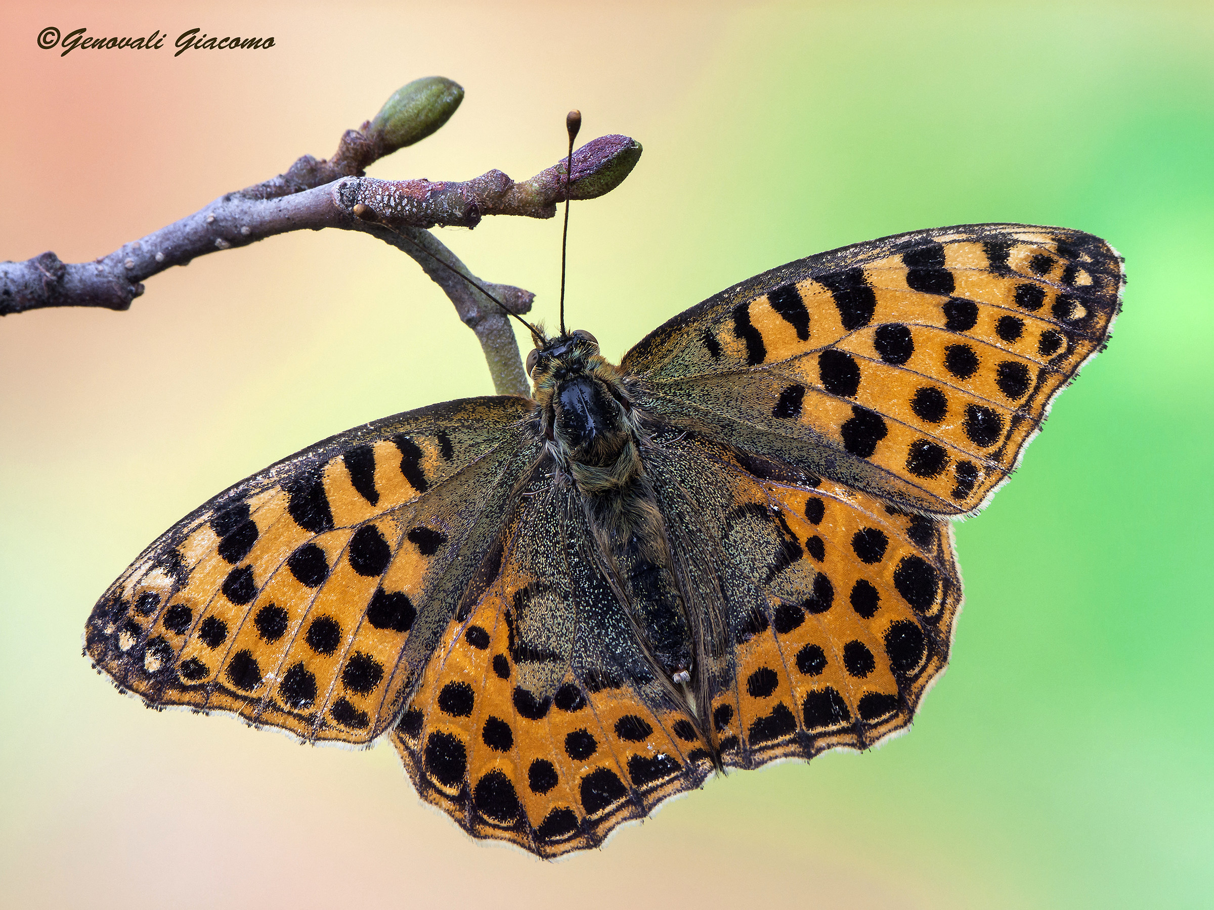 Magical Spain Fritillary