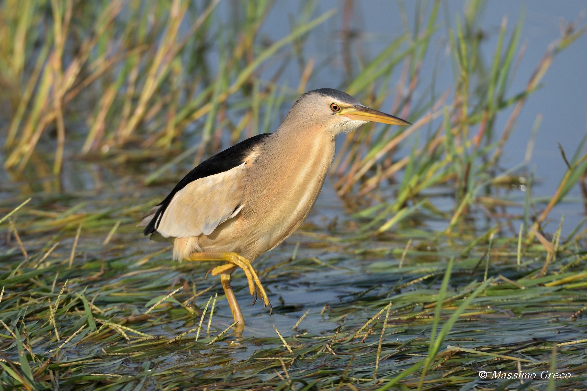 Tarabusino (Ixobrychus minutus)