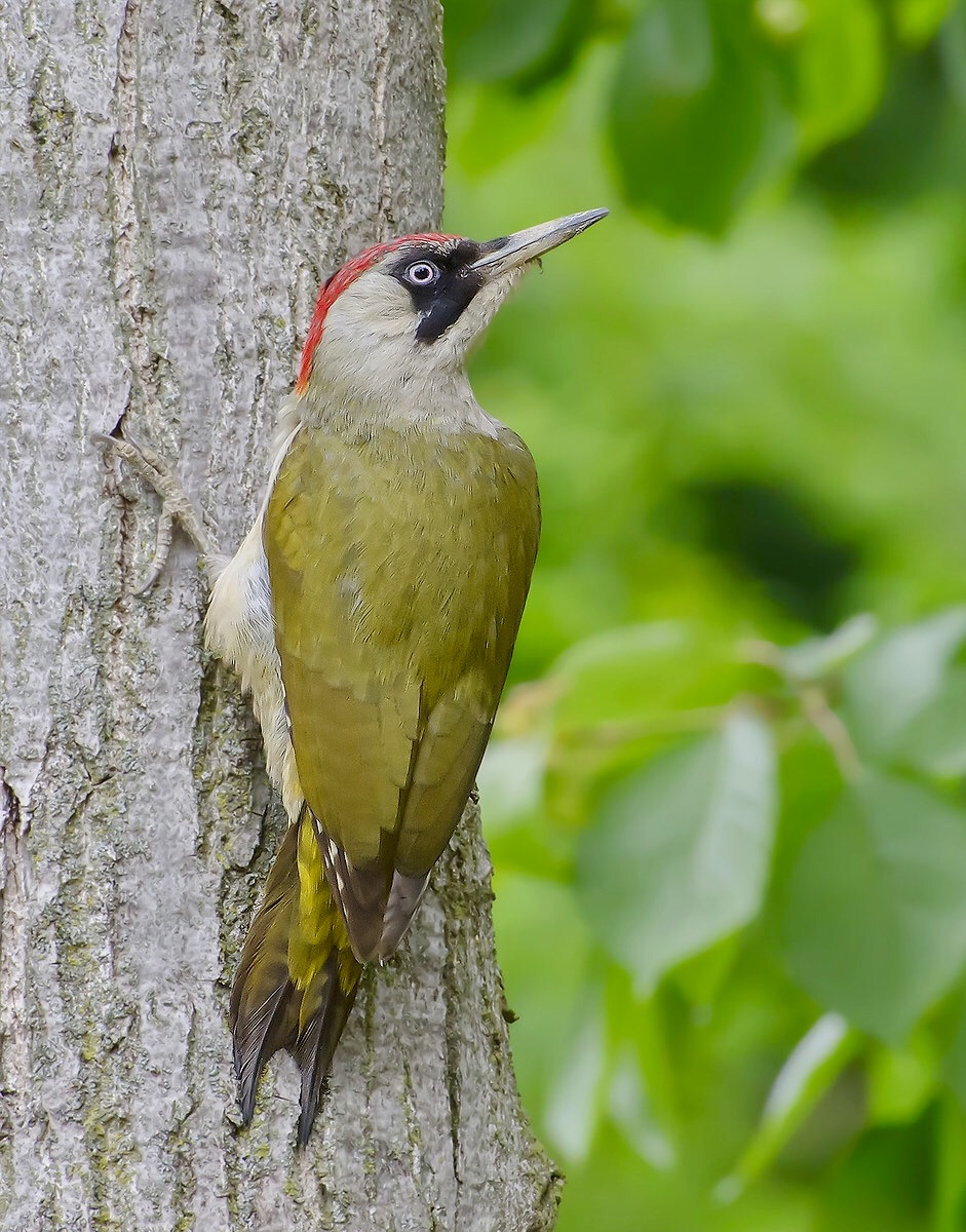 Green Woodpeckers