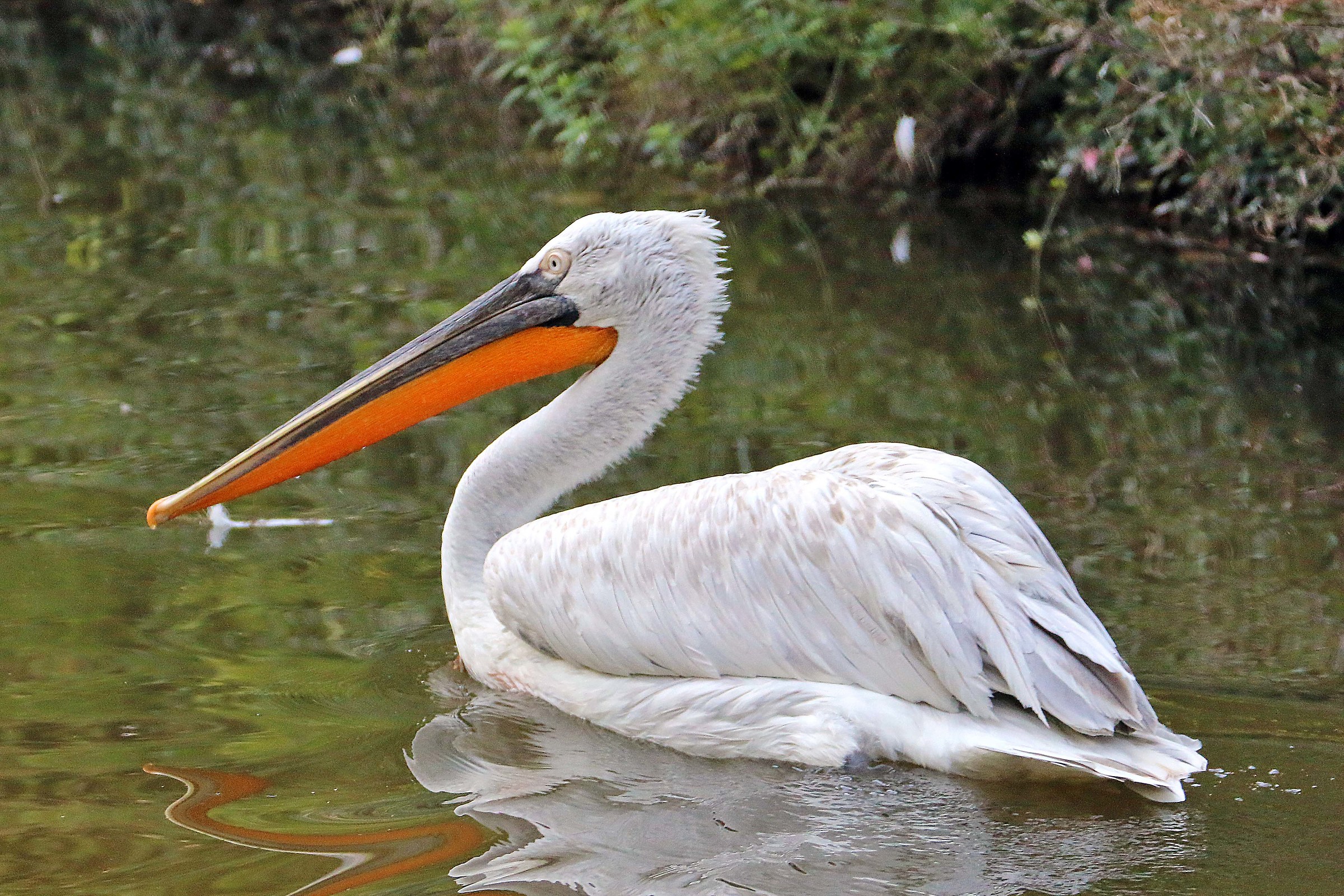 Pellicano