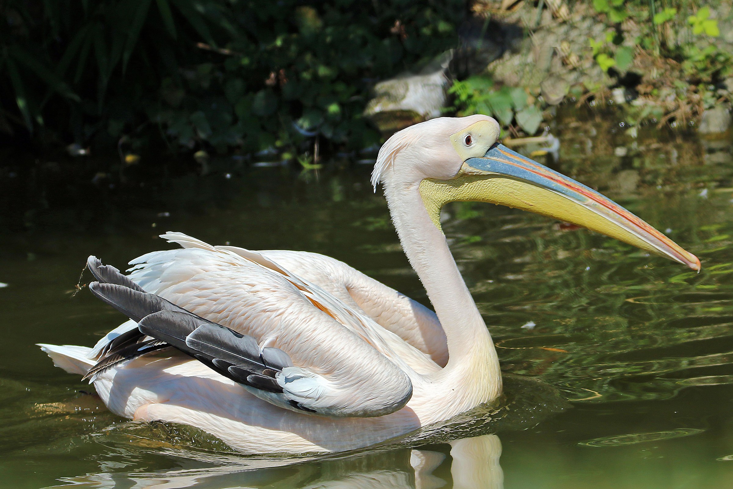 Pelican