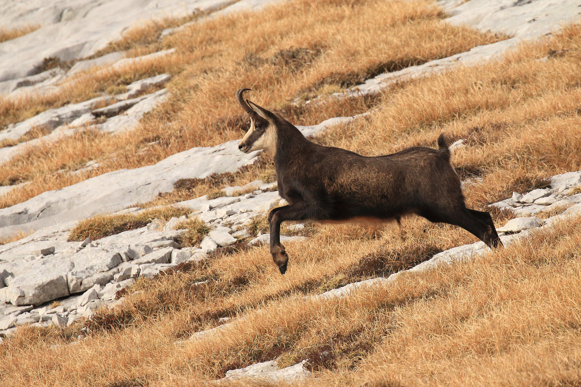 Suede at the "Flight"