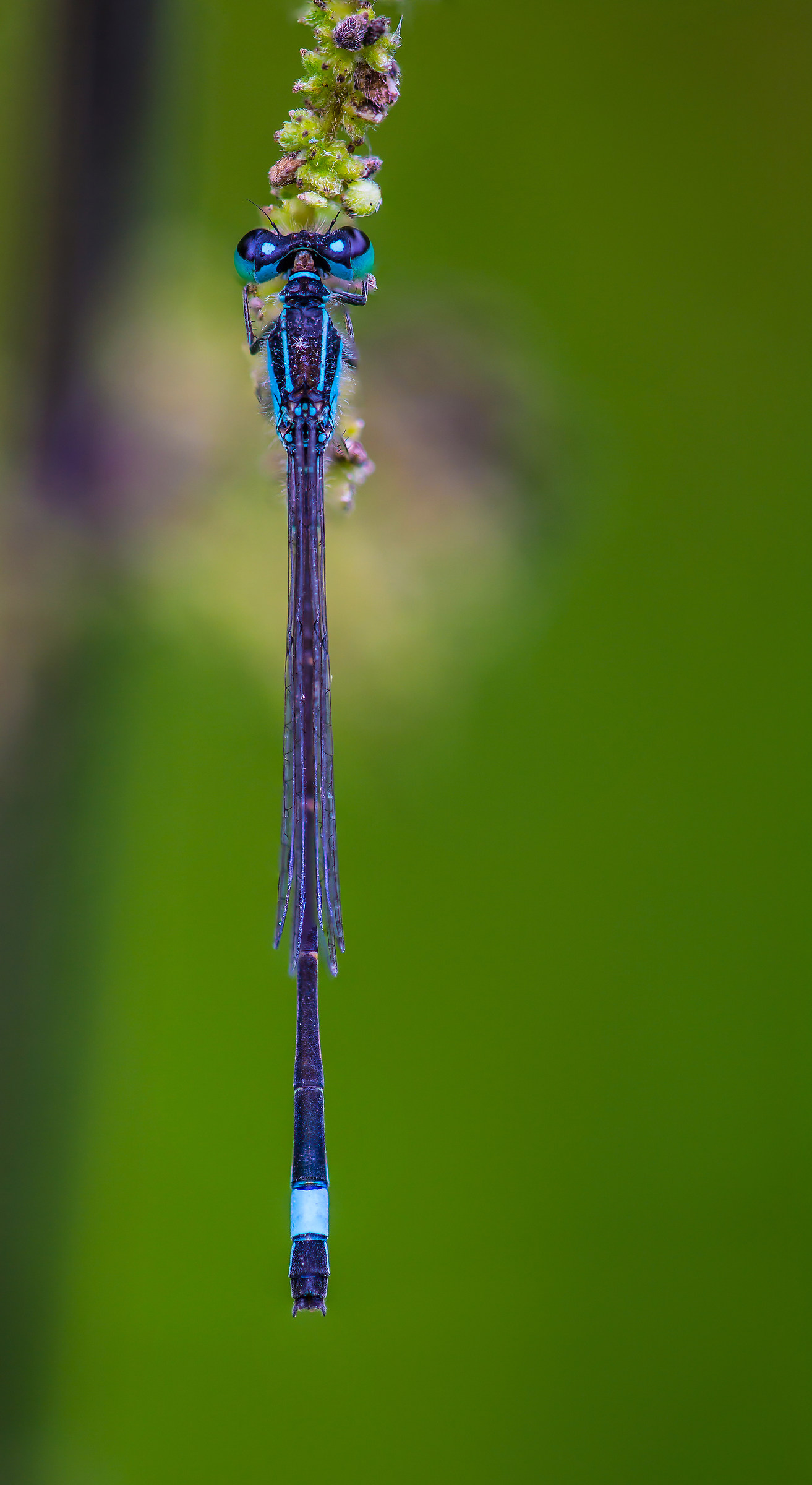 Dragonfly with sporty livery