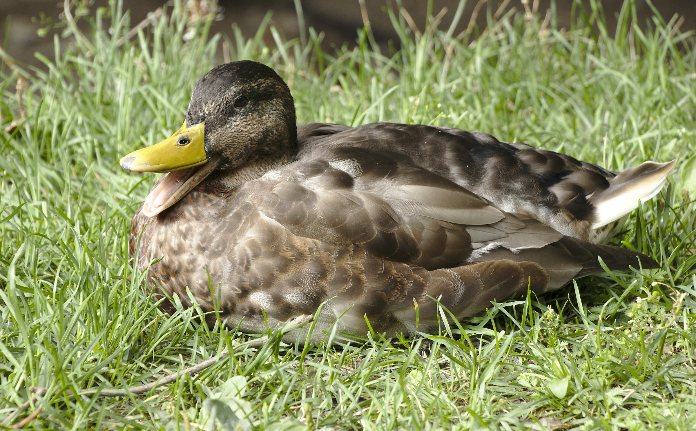 Sono rimasto a bocca aperta !