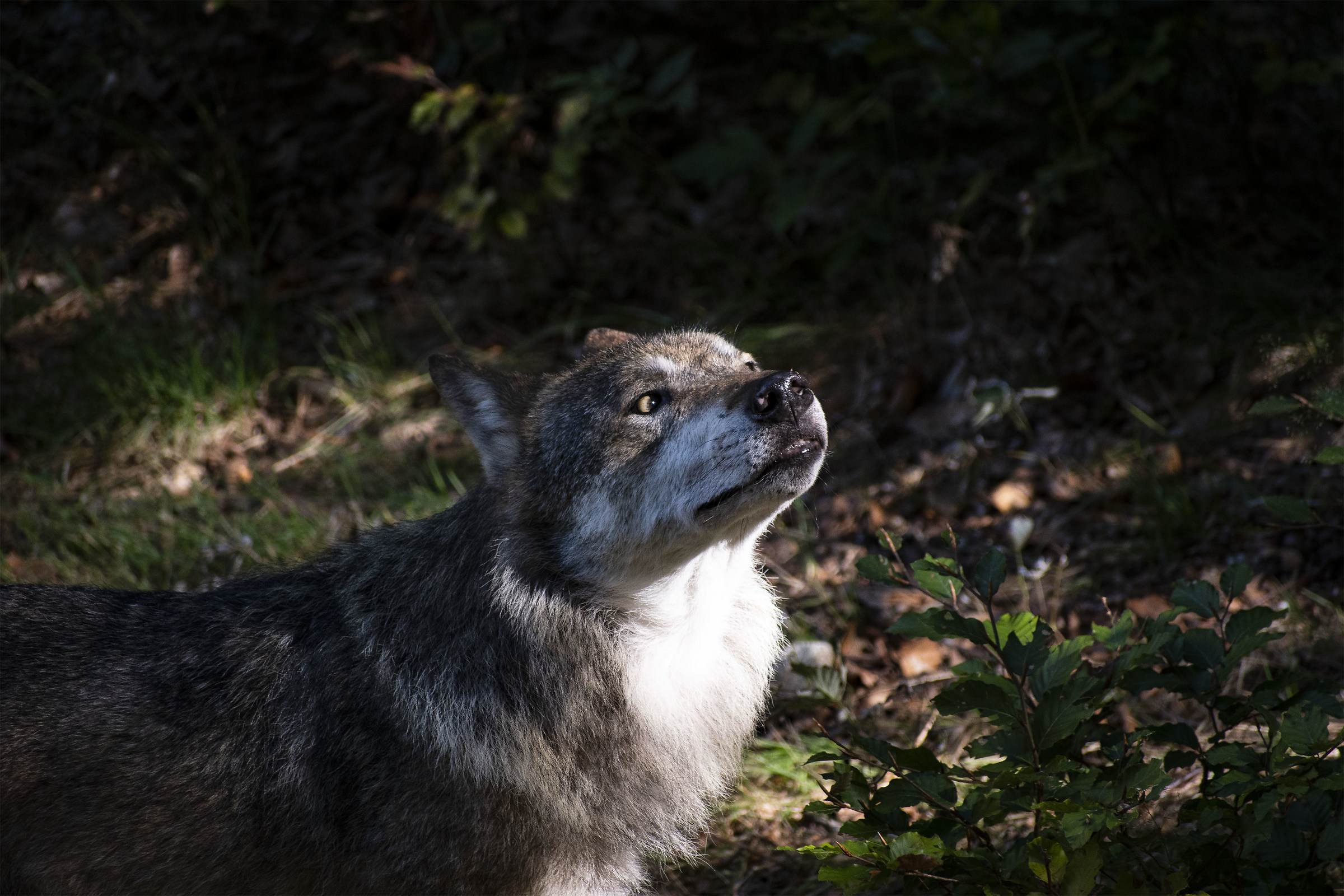 Wolf at Bayerischer National Park