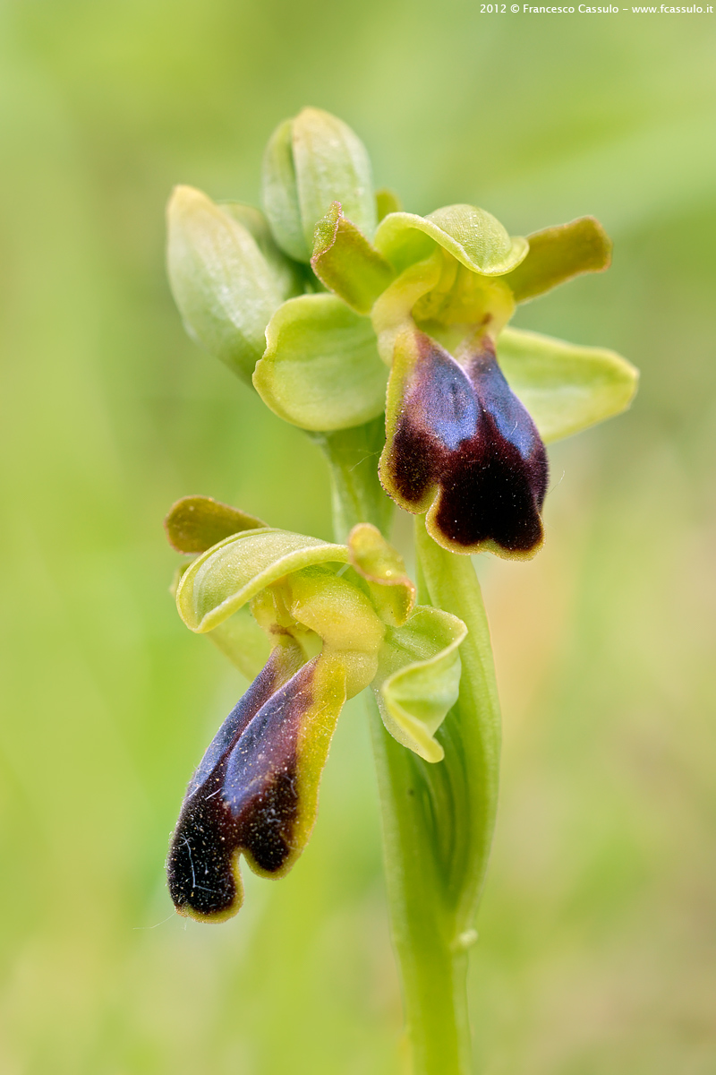 Ophrys fusca Link, 1799