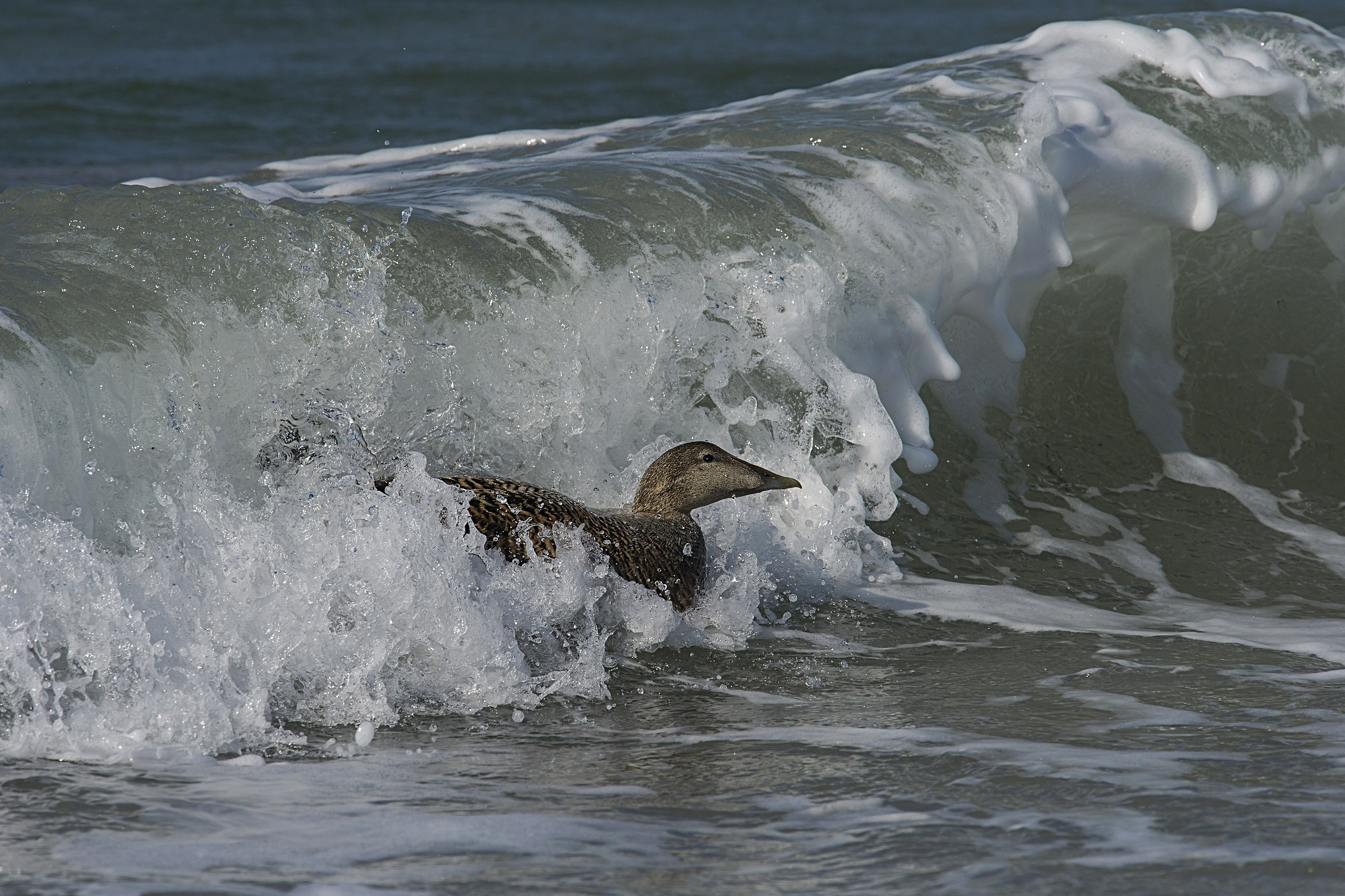 THE PERFECT wave!!!!!