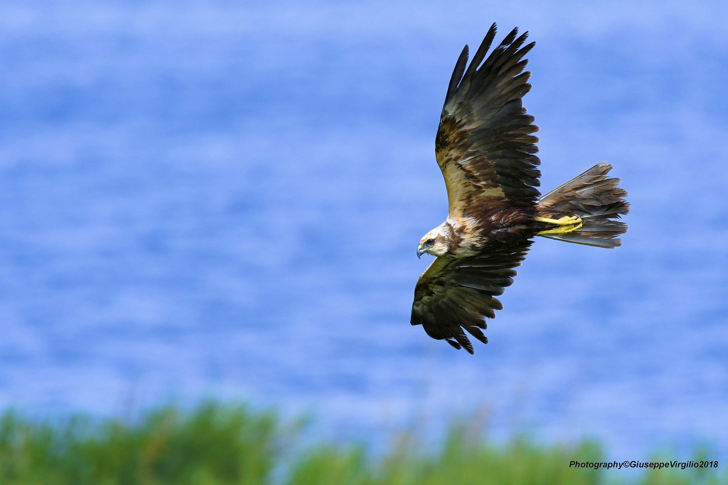 Marsh Harrier (North Sardinia 2018)