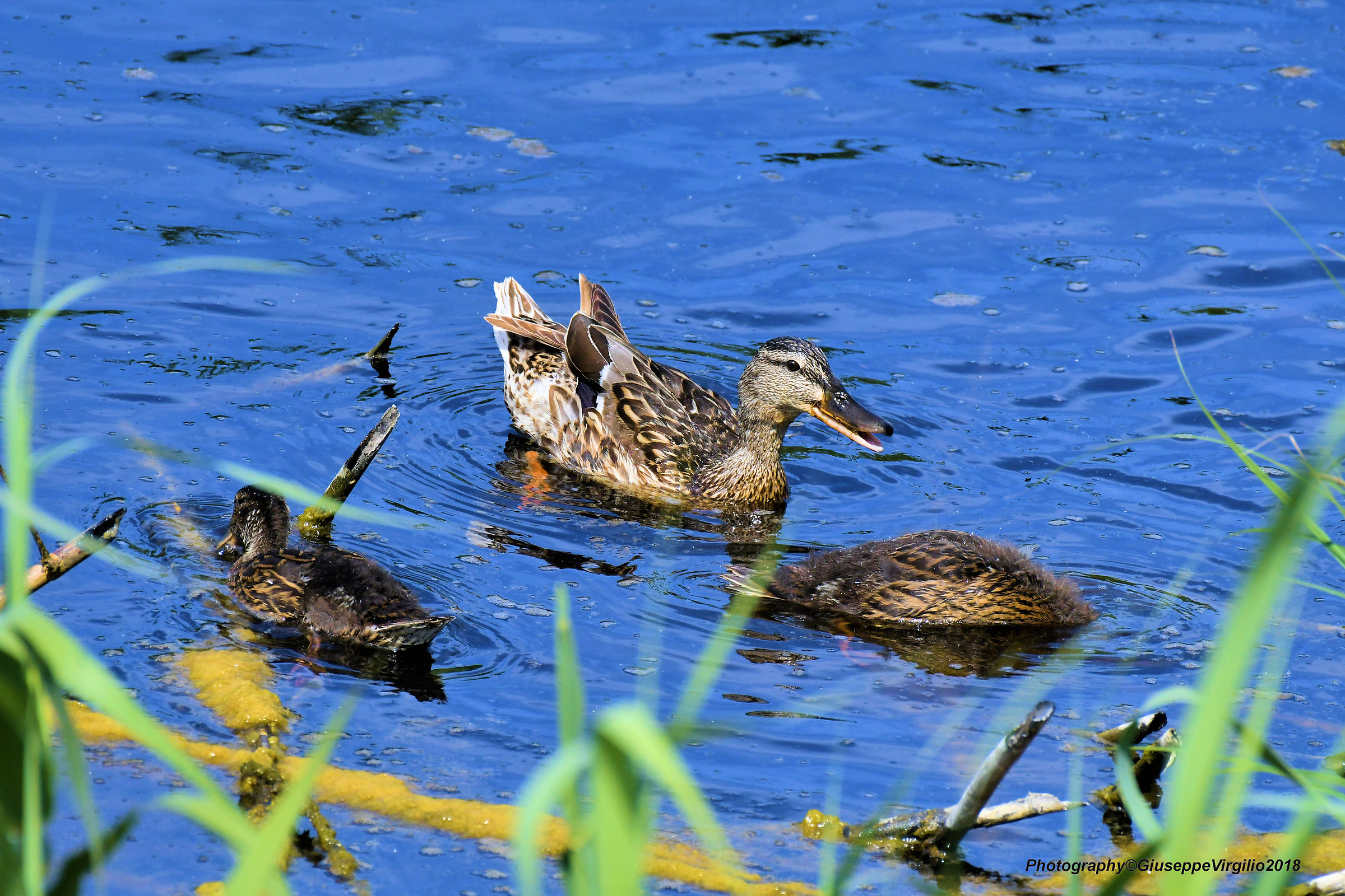 Germano Femmina con piccoli (Nord Sardegna 2018)