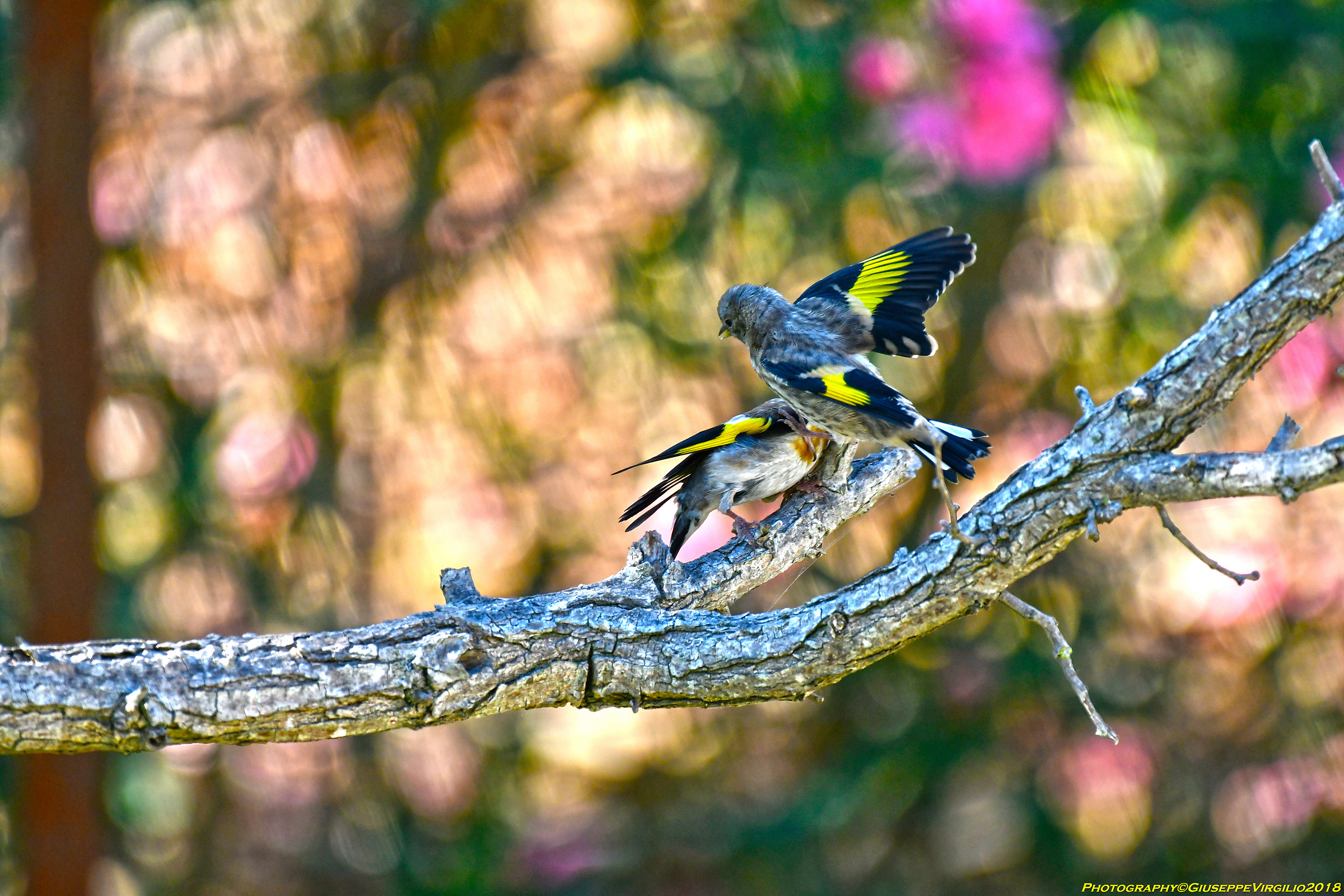 Goldfinch with his little (Sassari 2018)