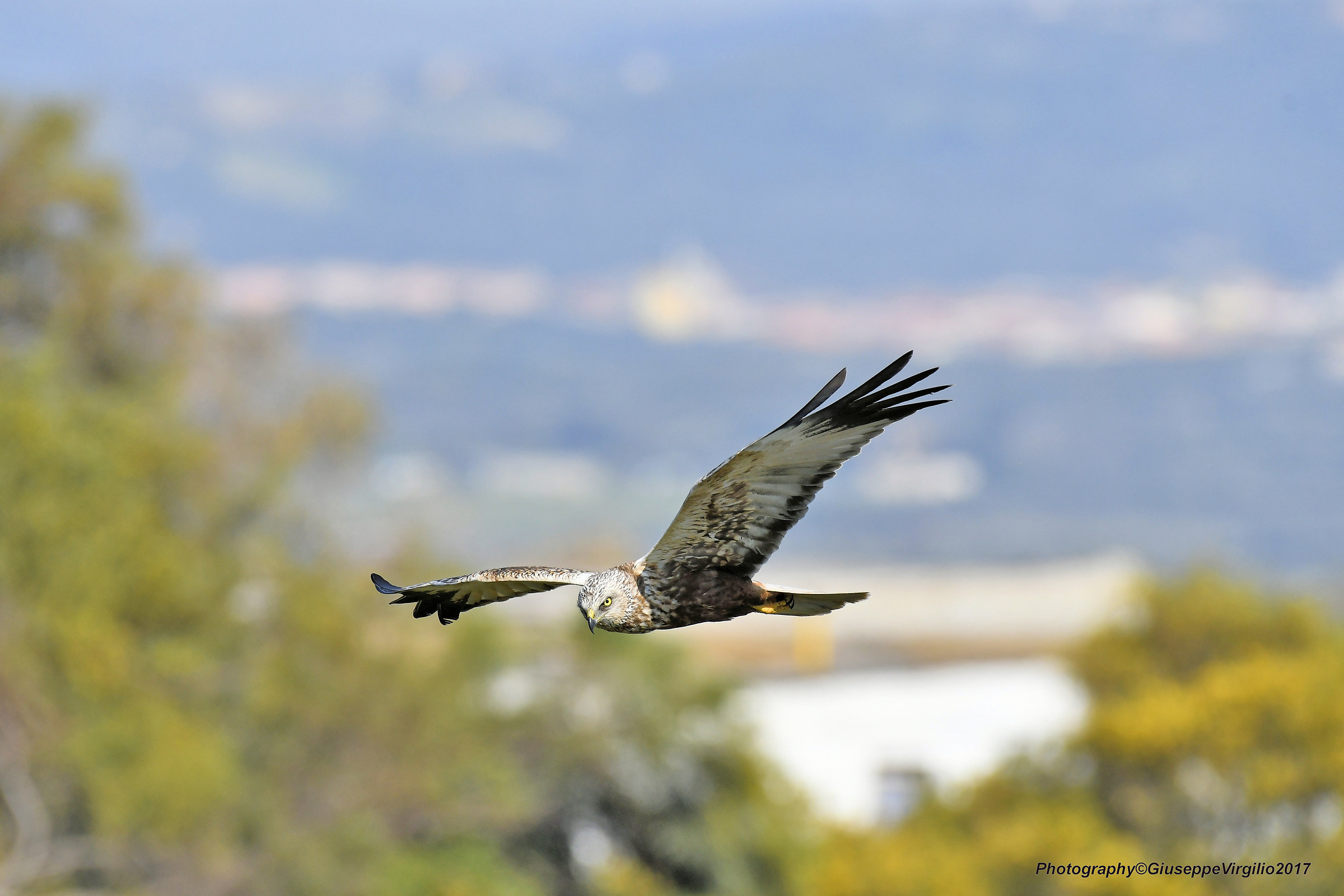 Falco Di Palude  maschio (Nord Sardegna 2018)