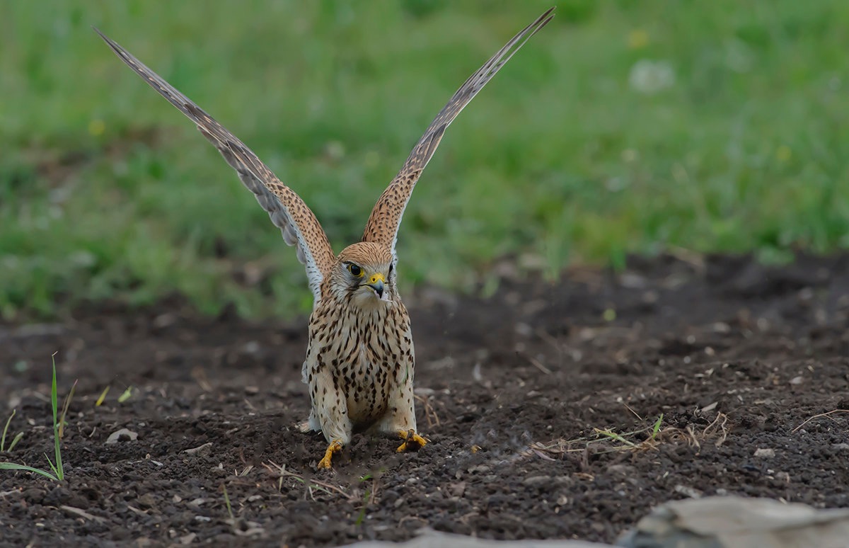 Hoplà Perfect landing for the kestrel