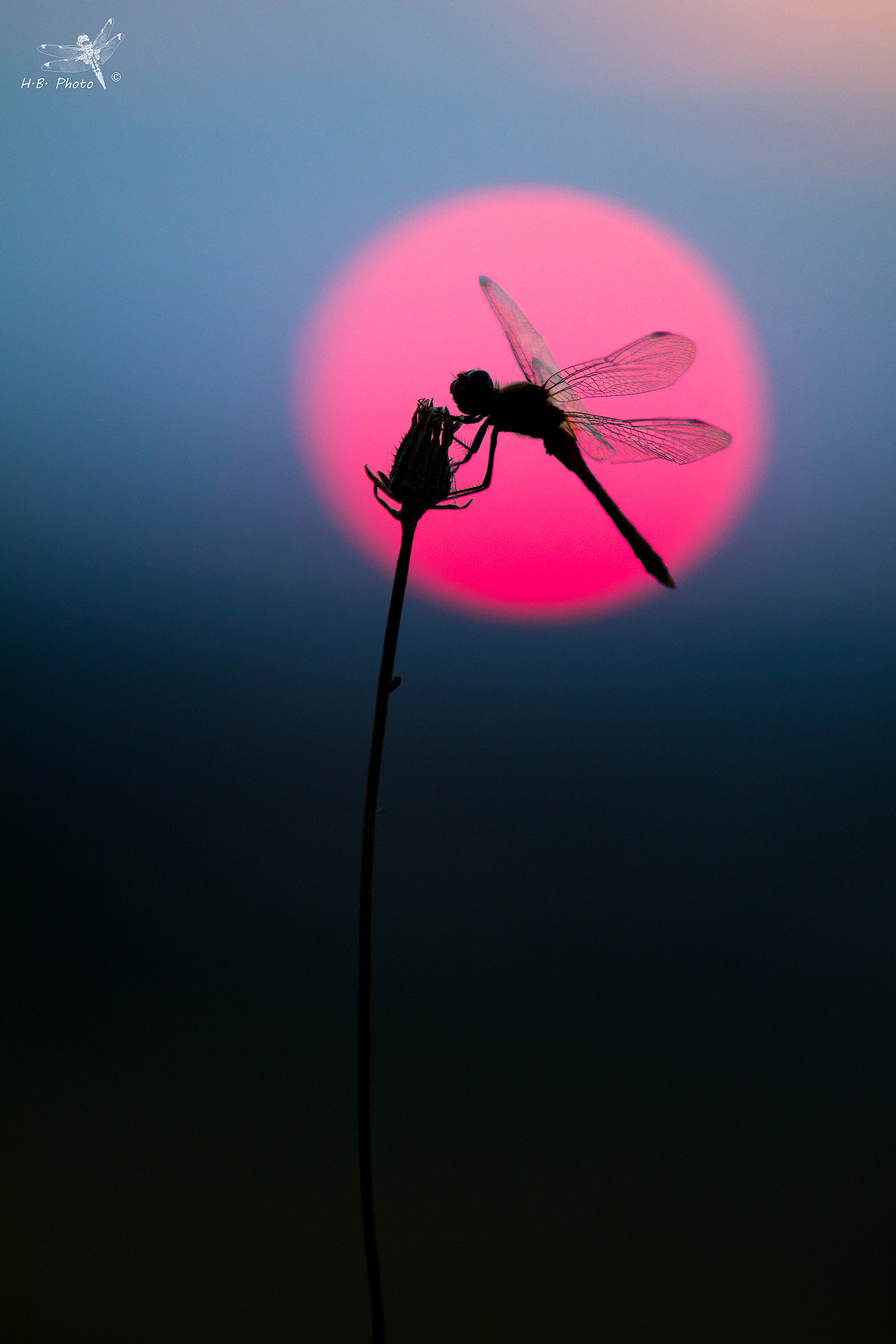 Sympetrum sanquineum, male