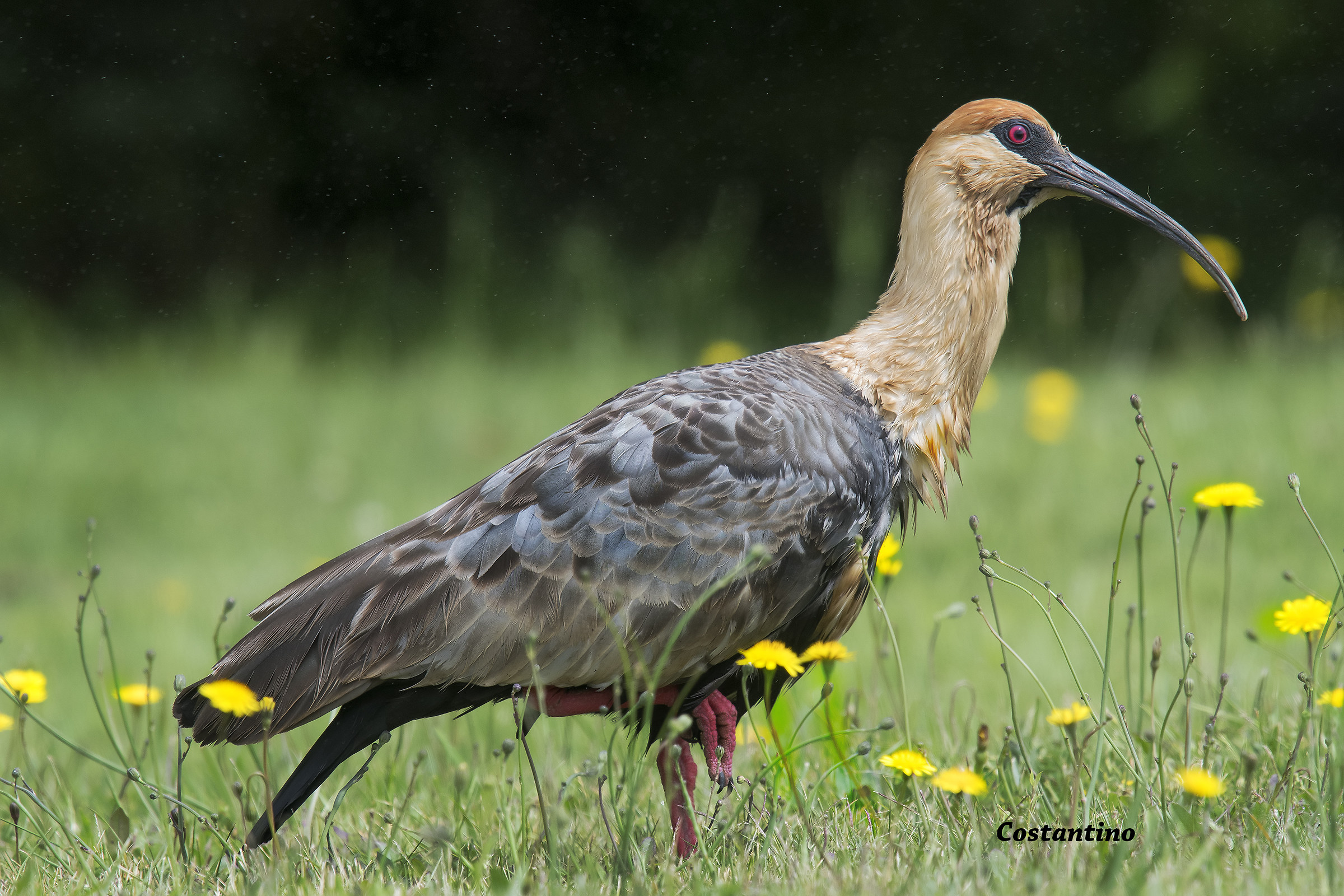 Bandurria (Theristicus Major) Pucòn Chile