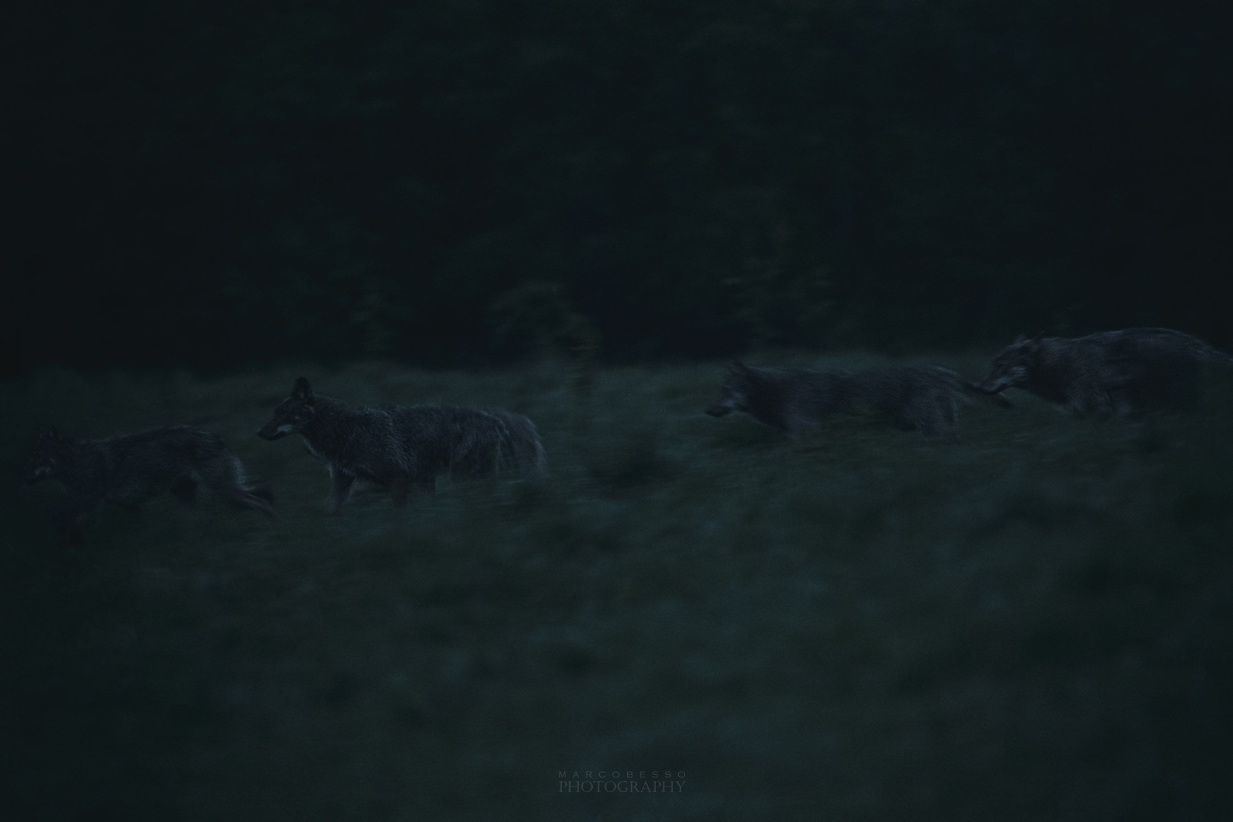 Wolves after sunset