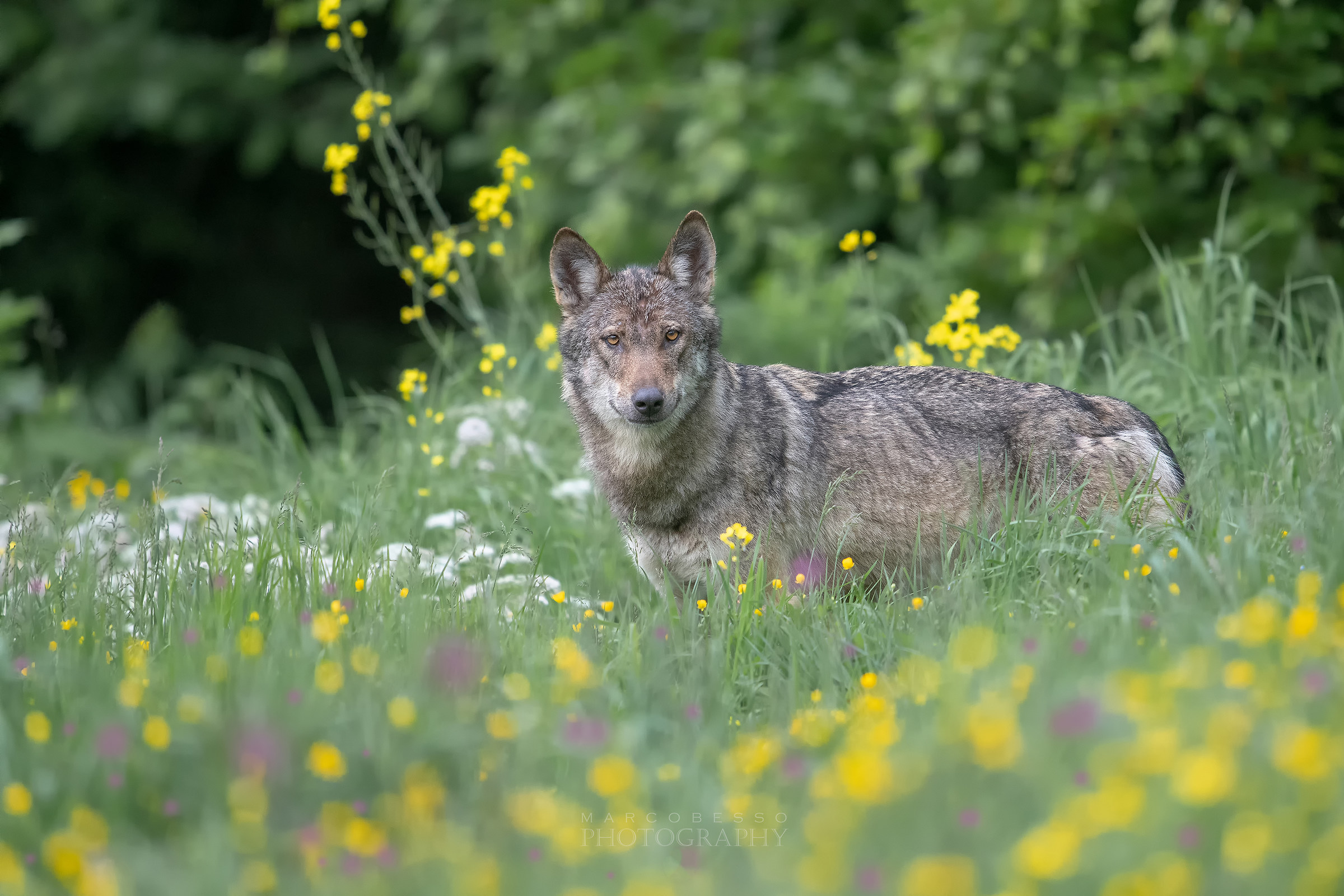 Wolf into the flowers