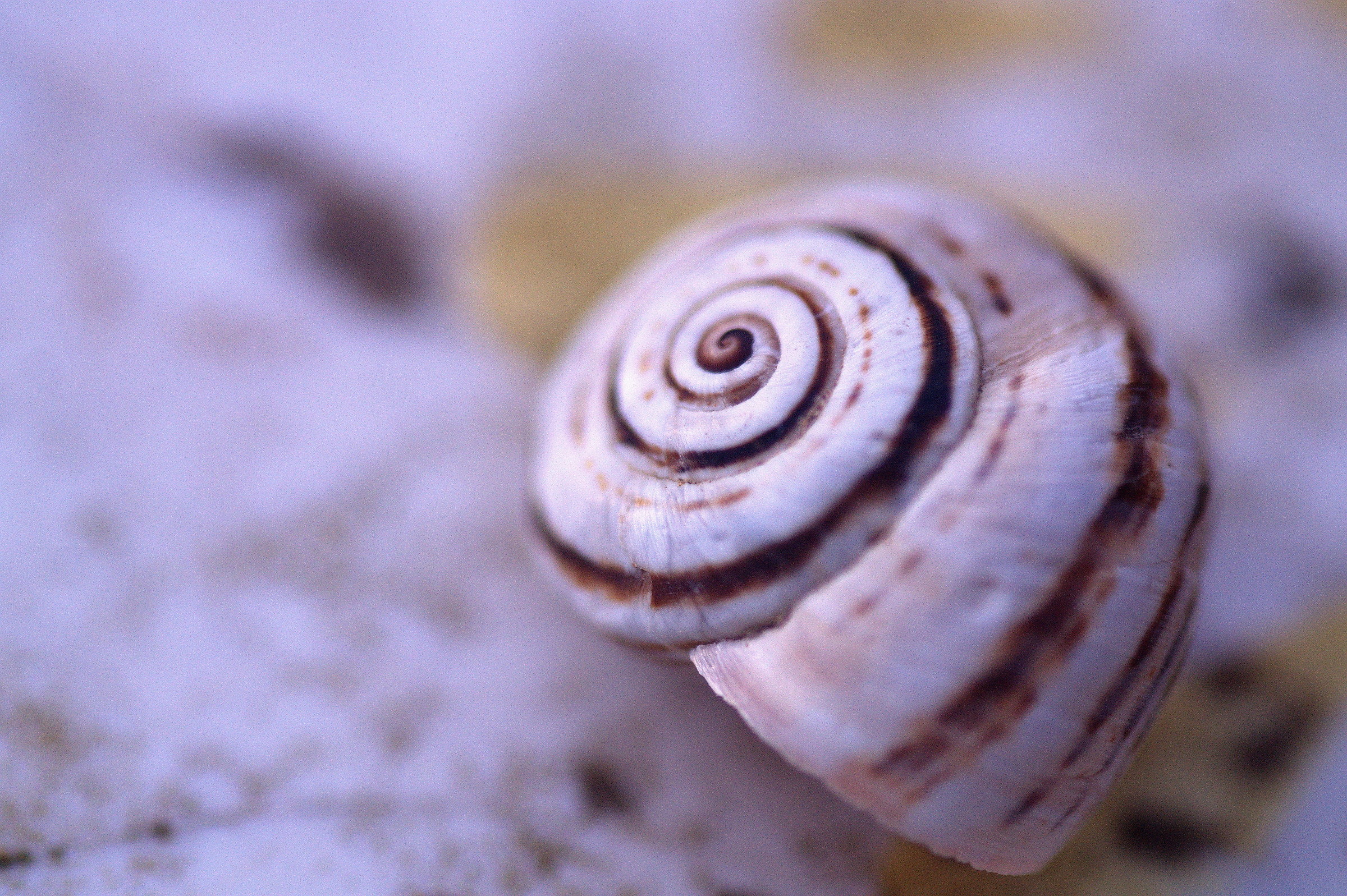 ricordando Fibonacci