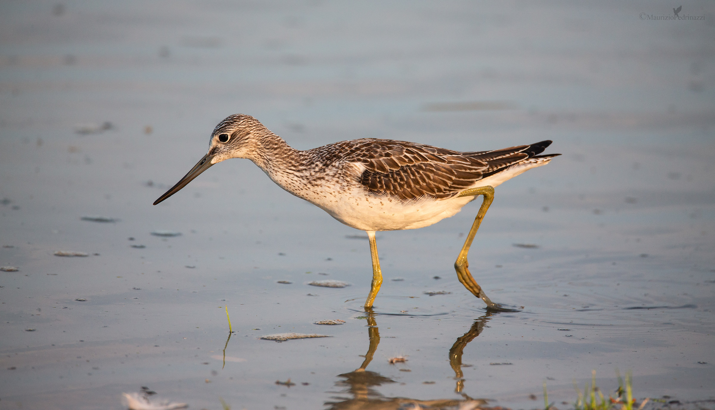 Pantana. Tringa nebularia.